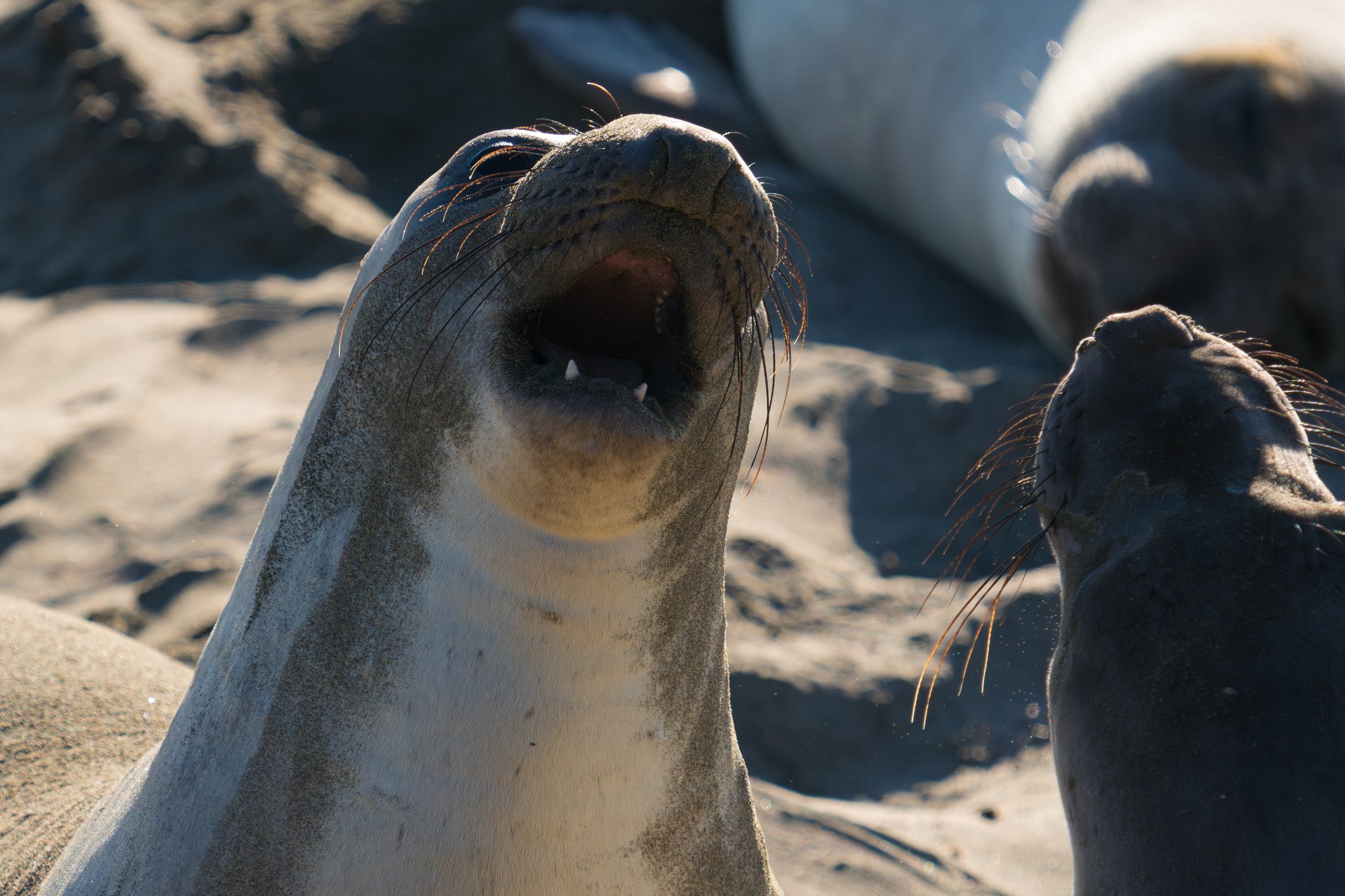 elephant-seal-yelling.jpg
