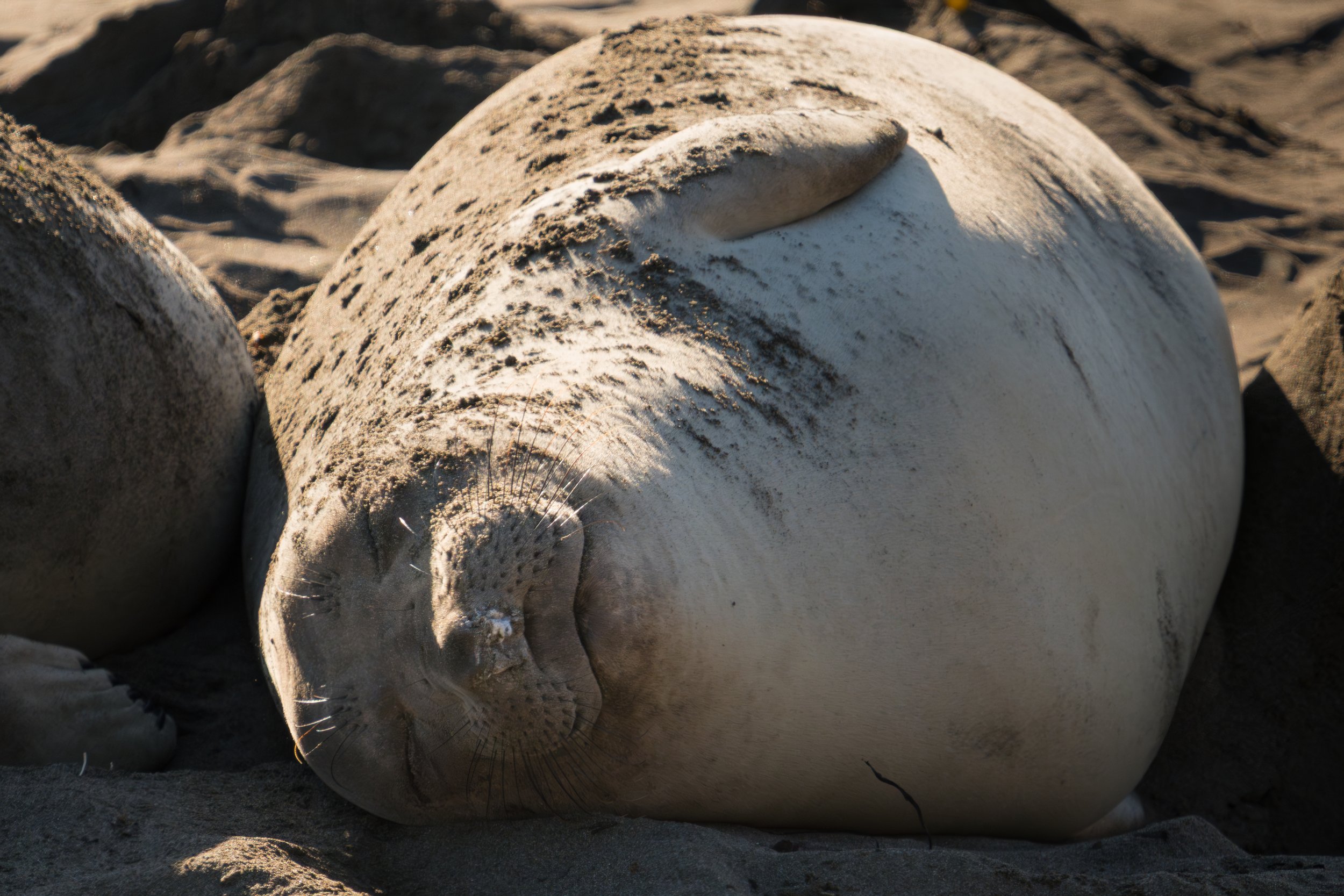 wide-elephant-seal.jpg