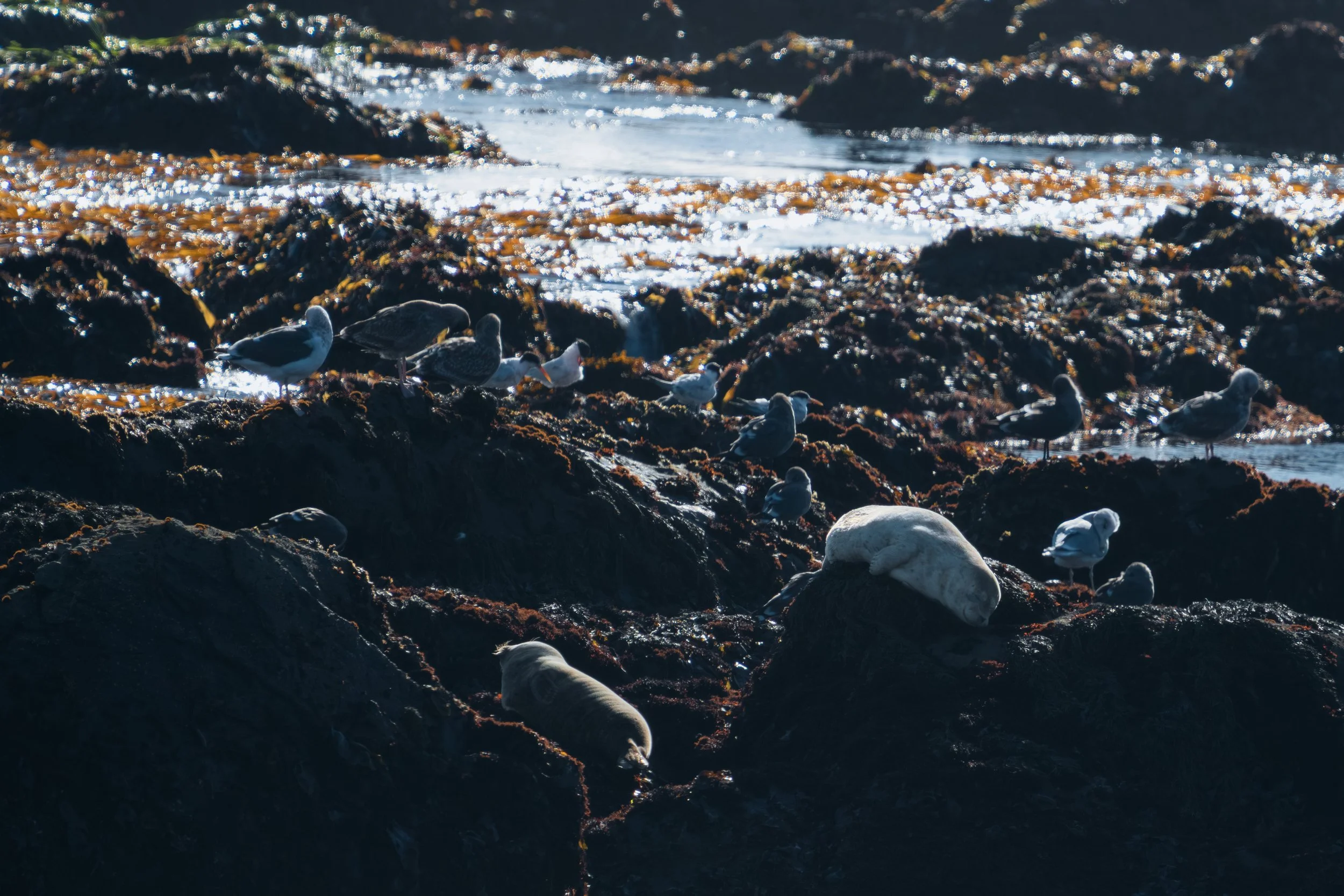 harbor-seals-rock-haulout-wide.jpg