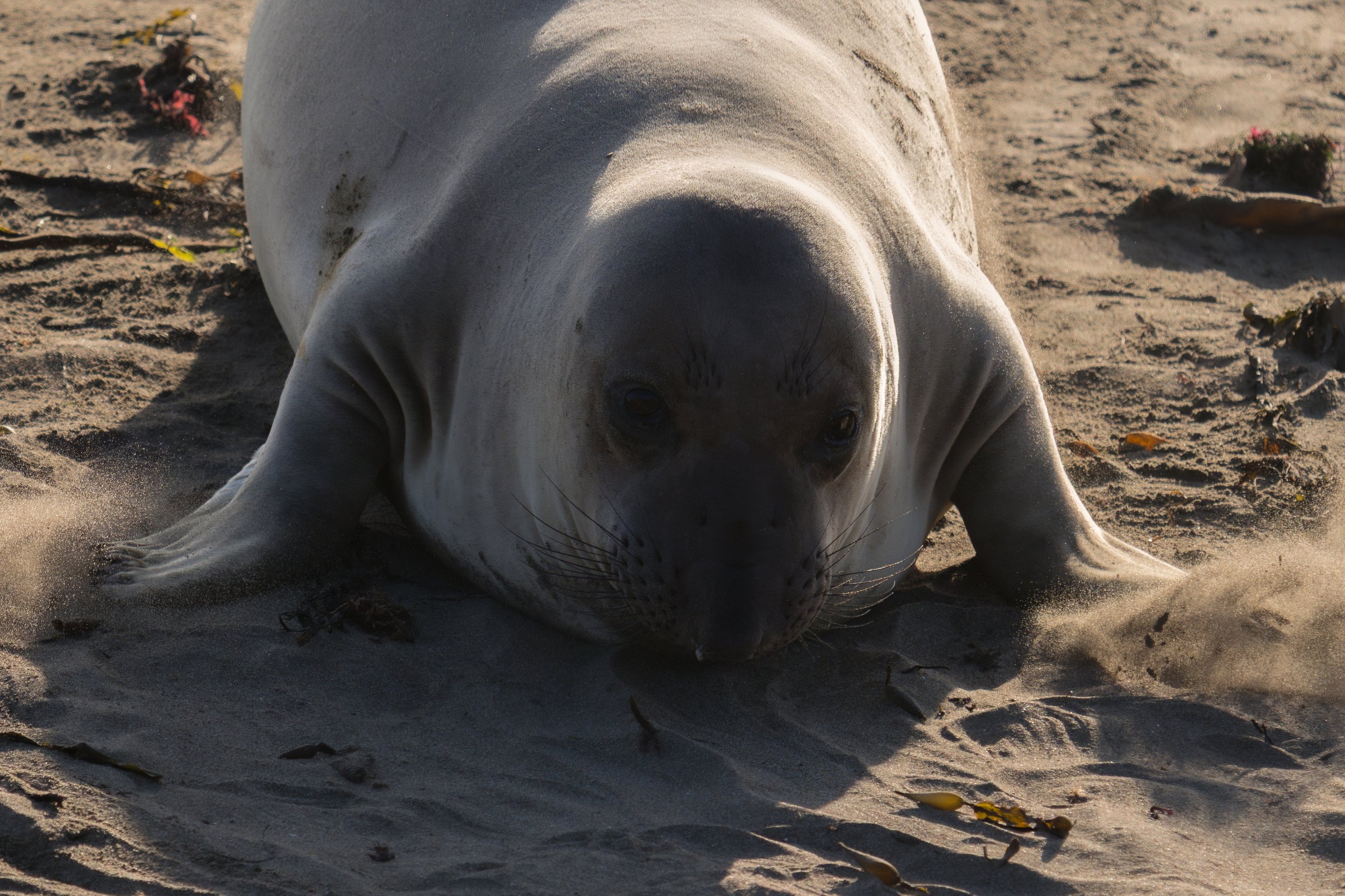 elephant-seal-sand-slap.jpg