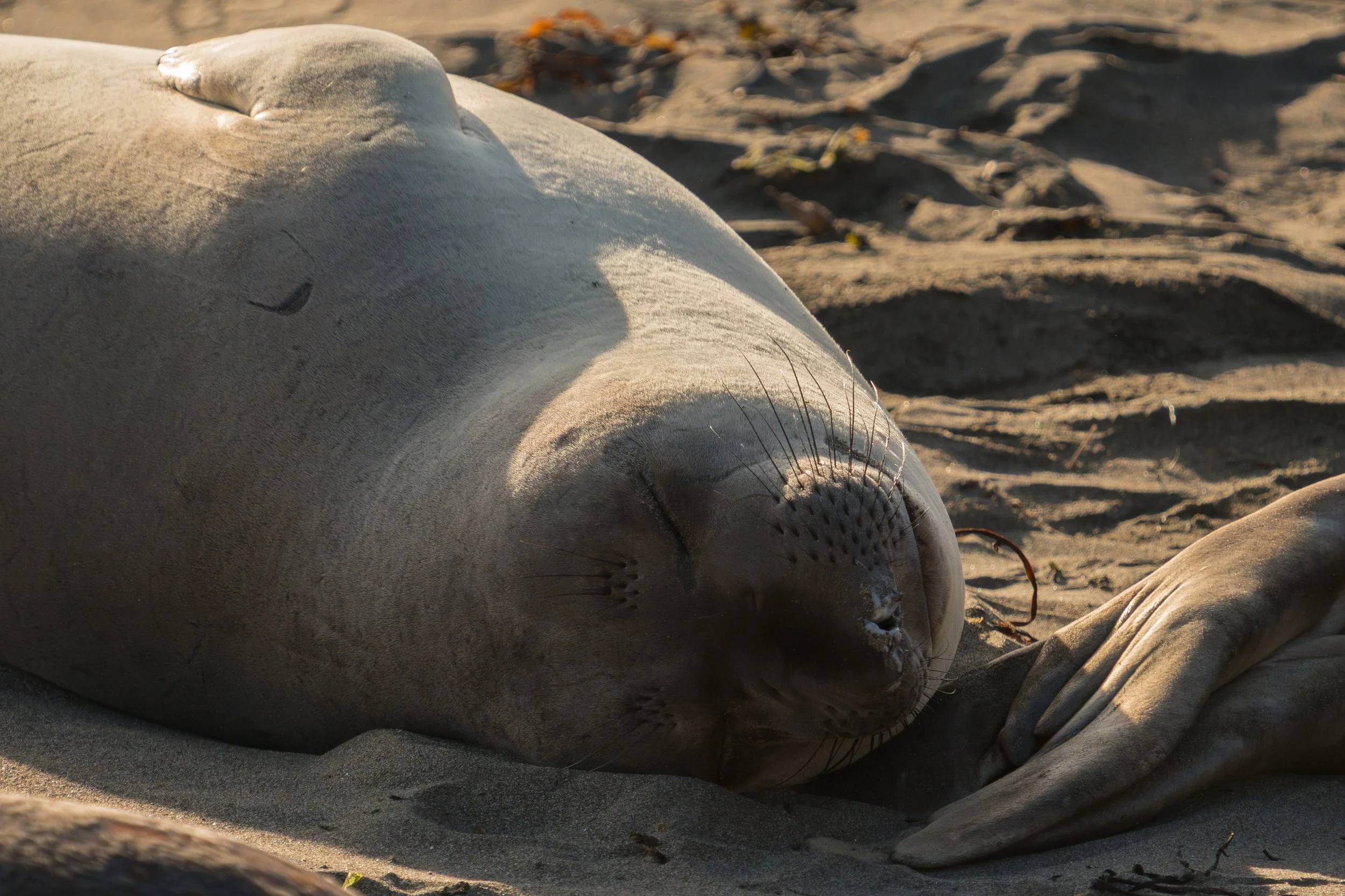elephant-seal-rests.jpg
