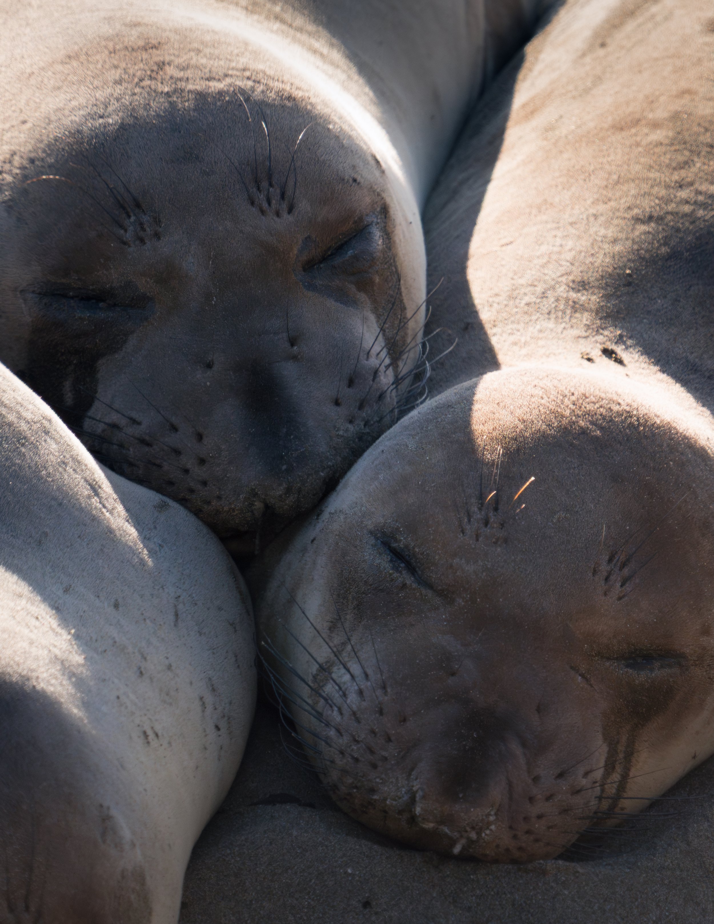 resting-pair-closeup-piedras.jpg