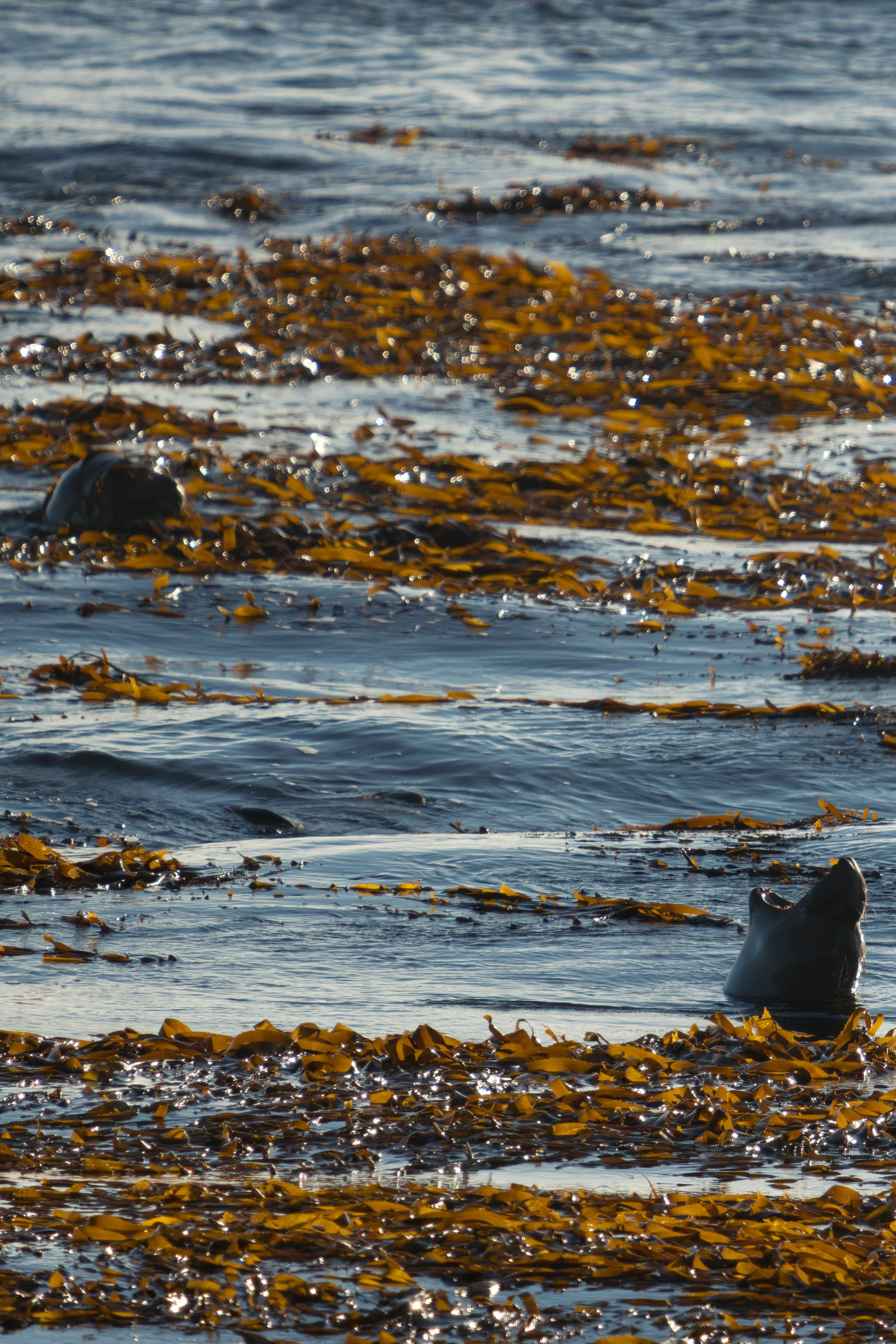 elephant-seals-in-kelp-wash.jpg