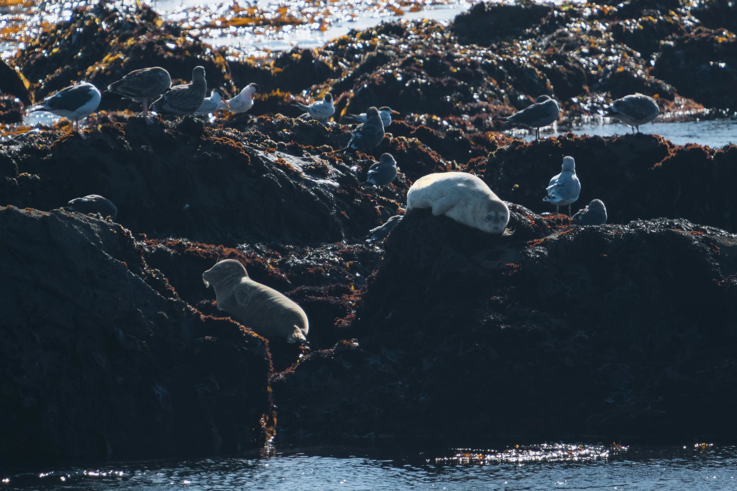 harbor-seals-rock-haulout.jpg