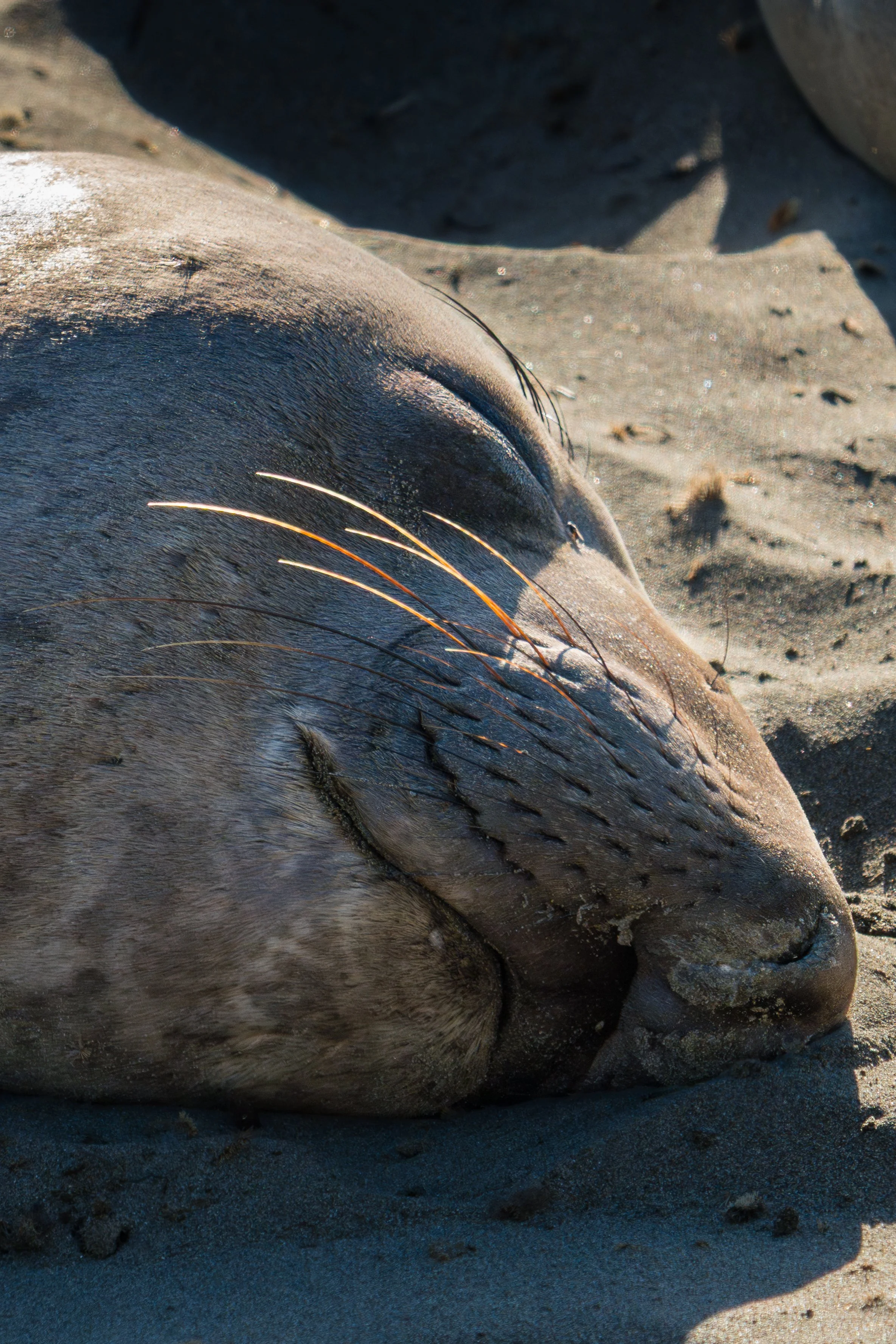 elephant-seal-nose.jpg