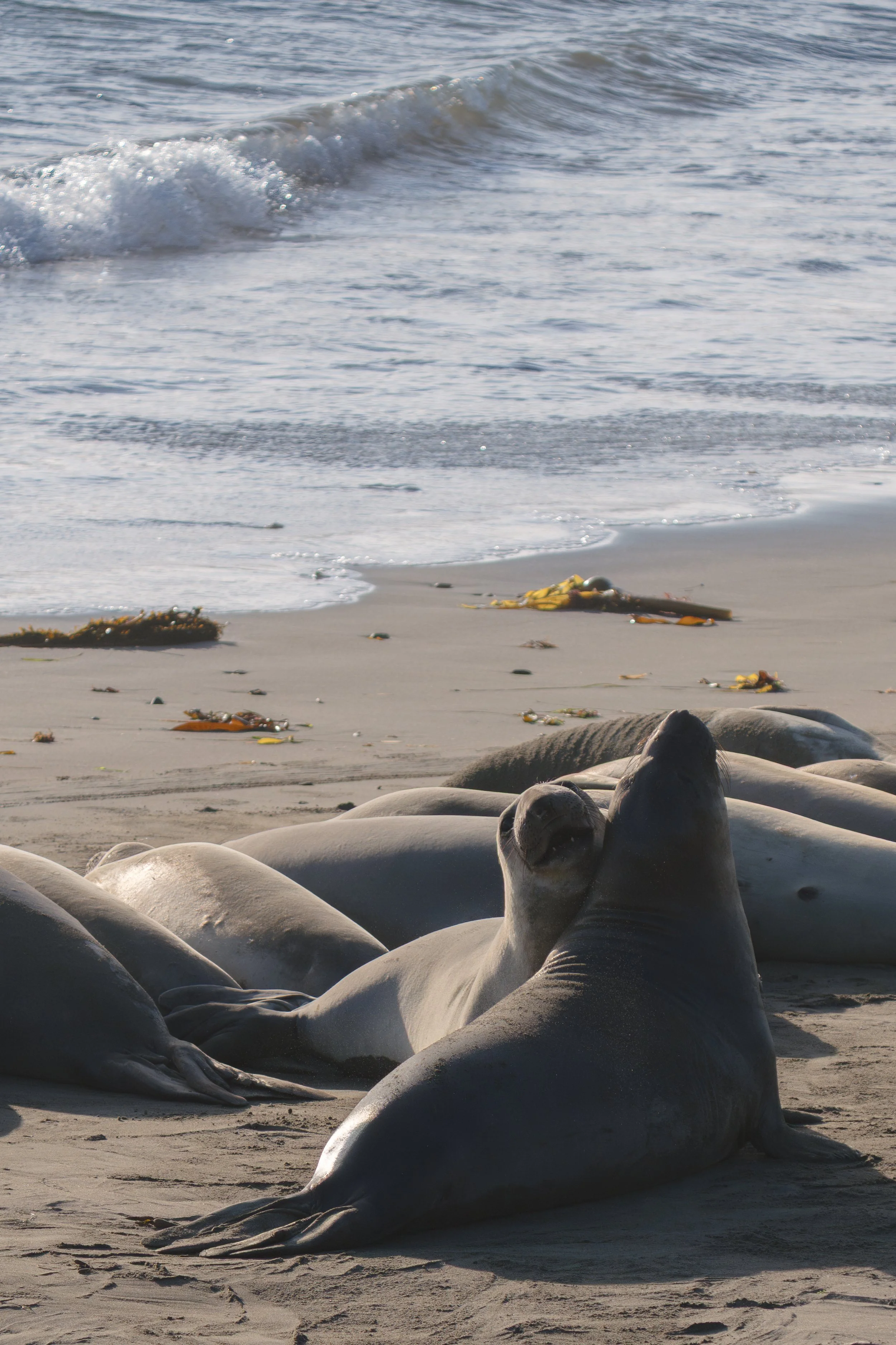 beach-sparring-elephant-seals.jpg