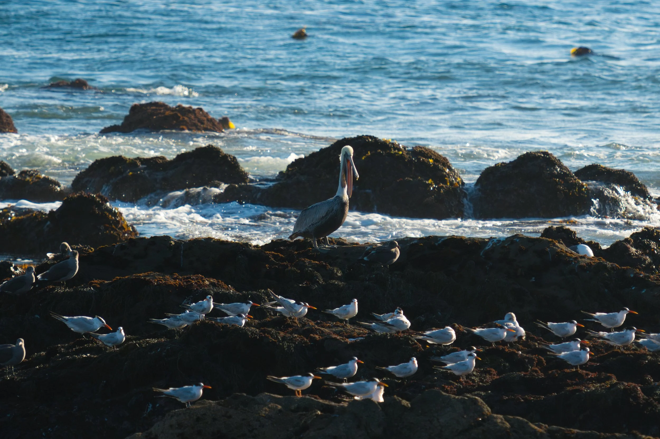pelican-at-attention.jpg