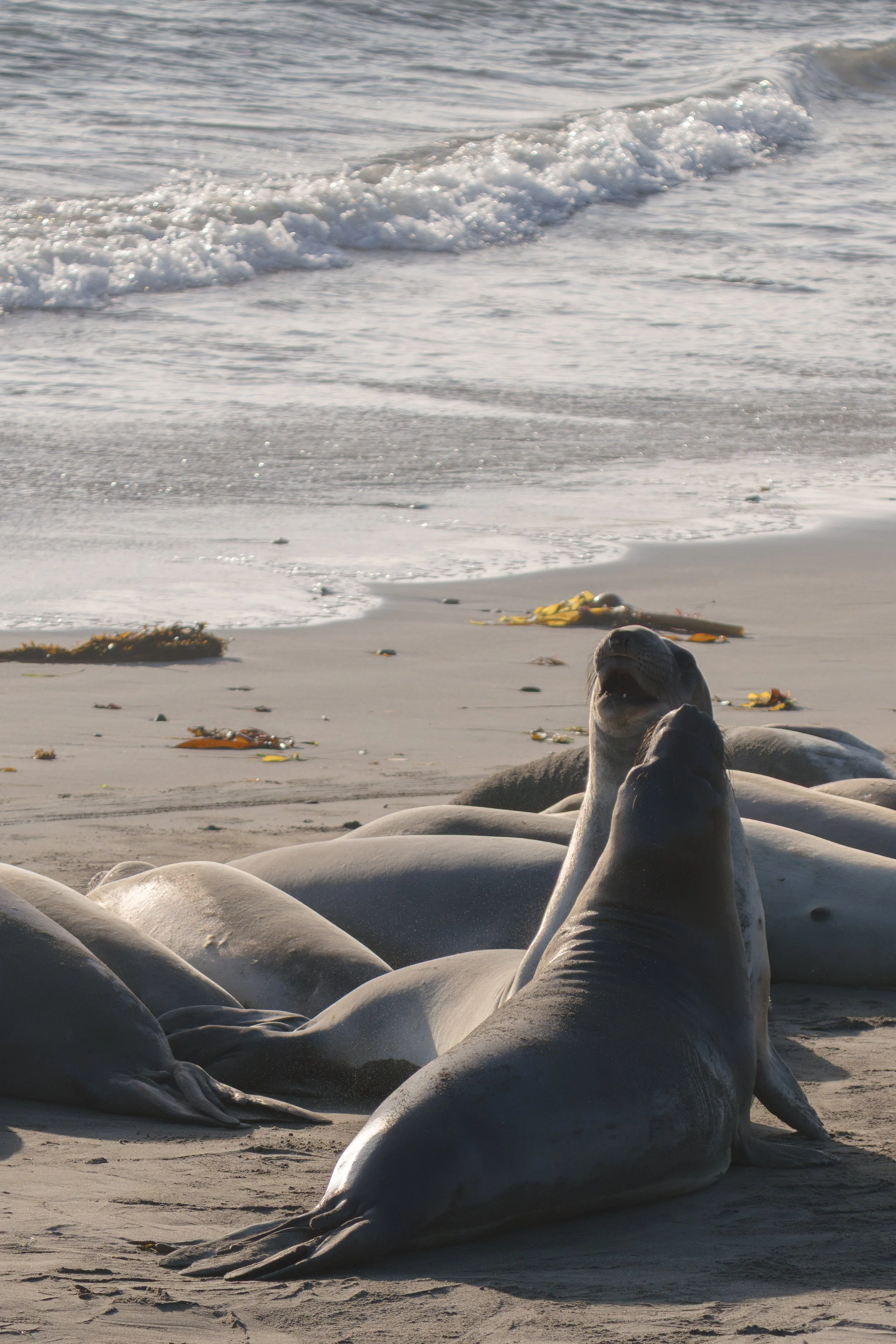 elephant-seals-sparring-vertical.jpg