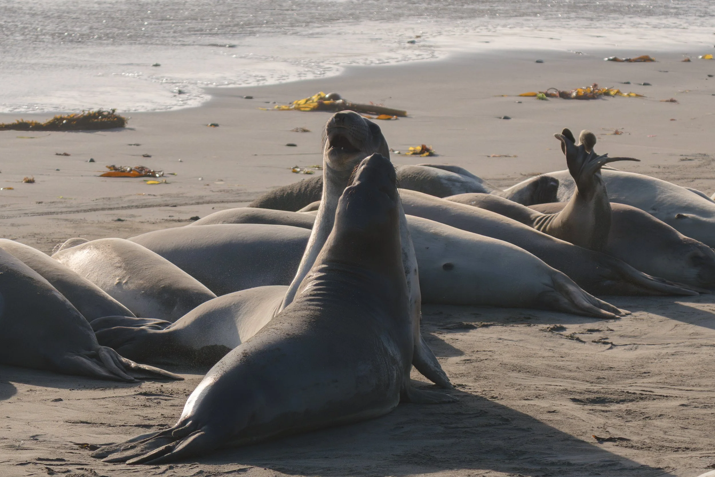 elephant-seals-sparring.jpg