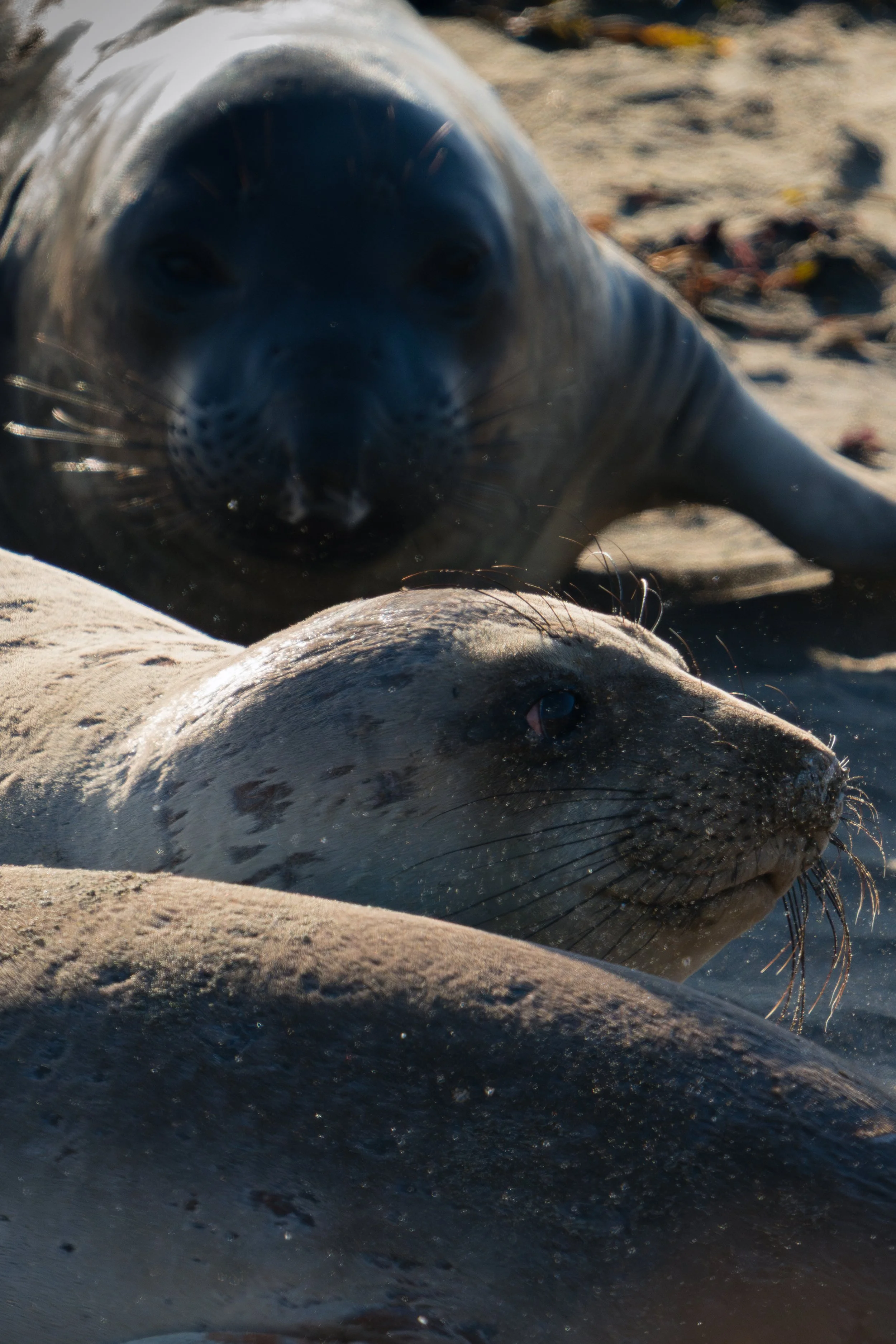 looming-elephant-seal.jpg