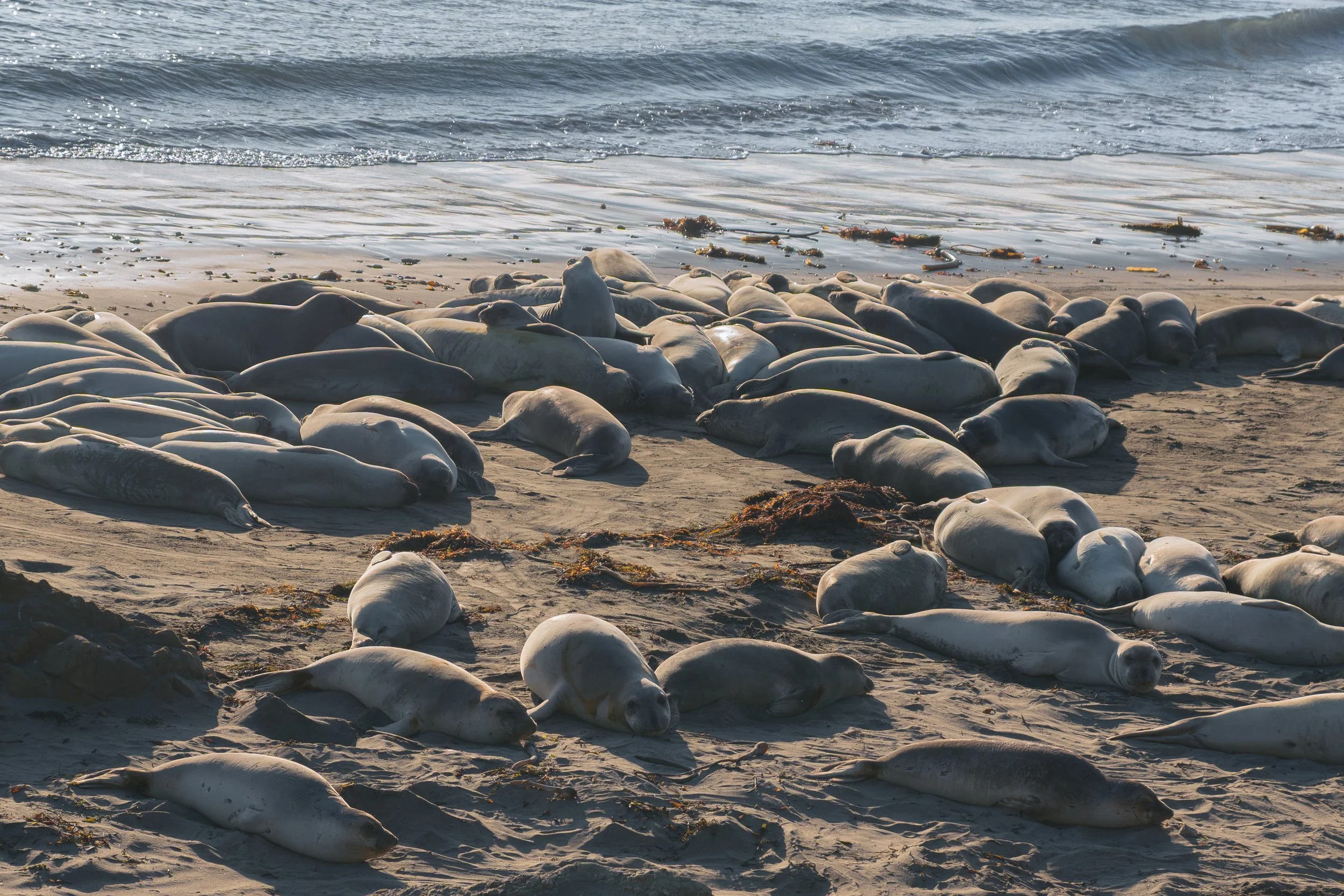 elephant-seal-haulout-large-group.jpg