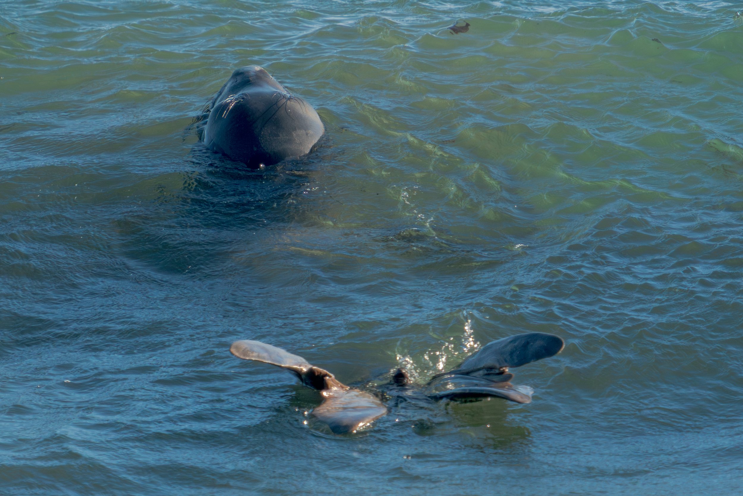 elephant-seal-flippers-up.jpg