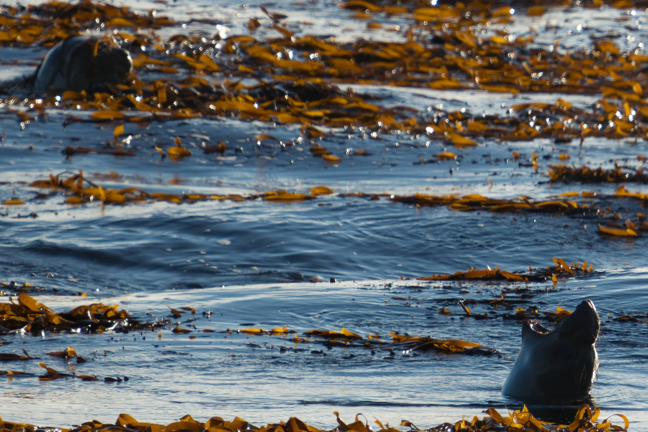 elephant-seals-in-kelp-wide.jpg