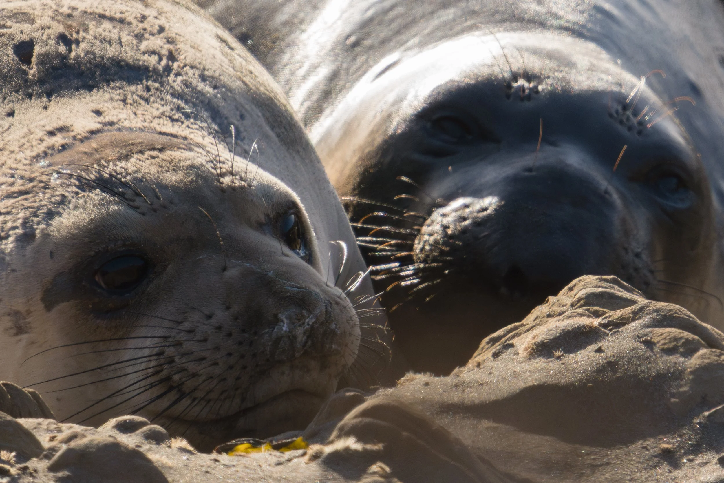 elephant-seals-up-close.jpg