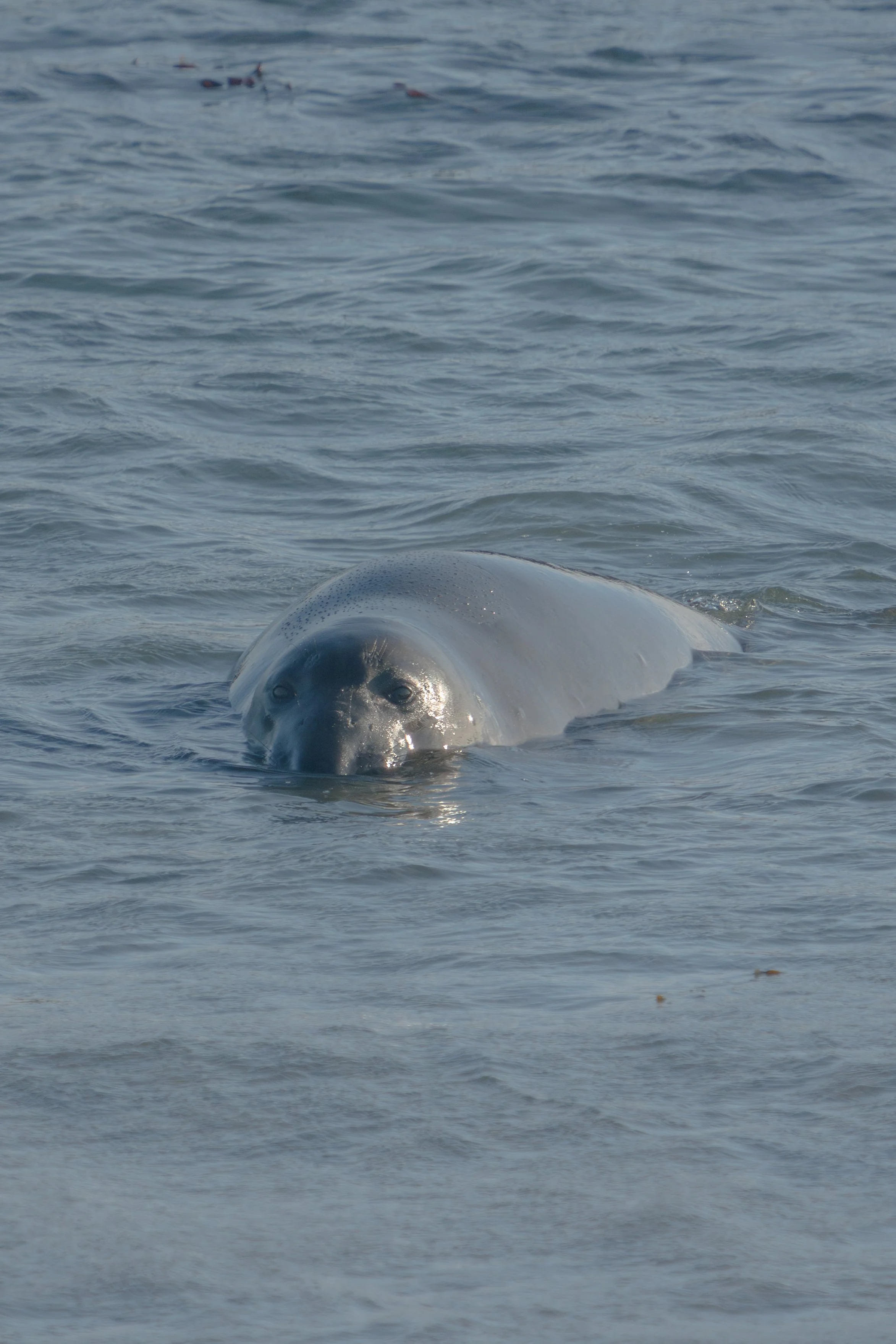 surfacing-elephant-seal-piedras.jpg