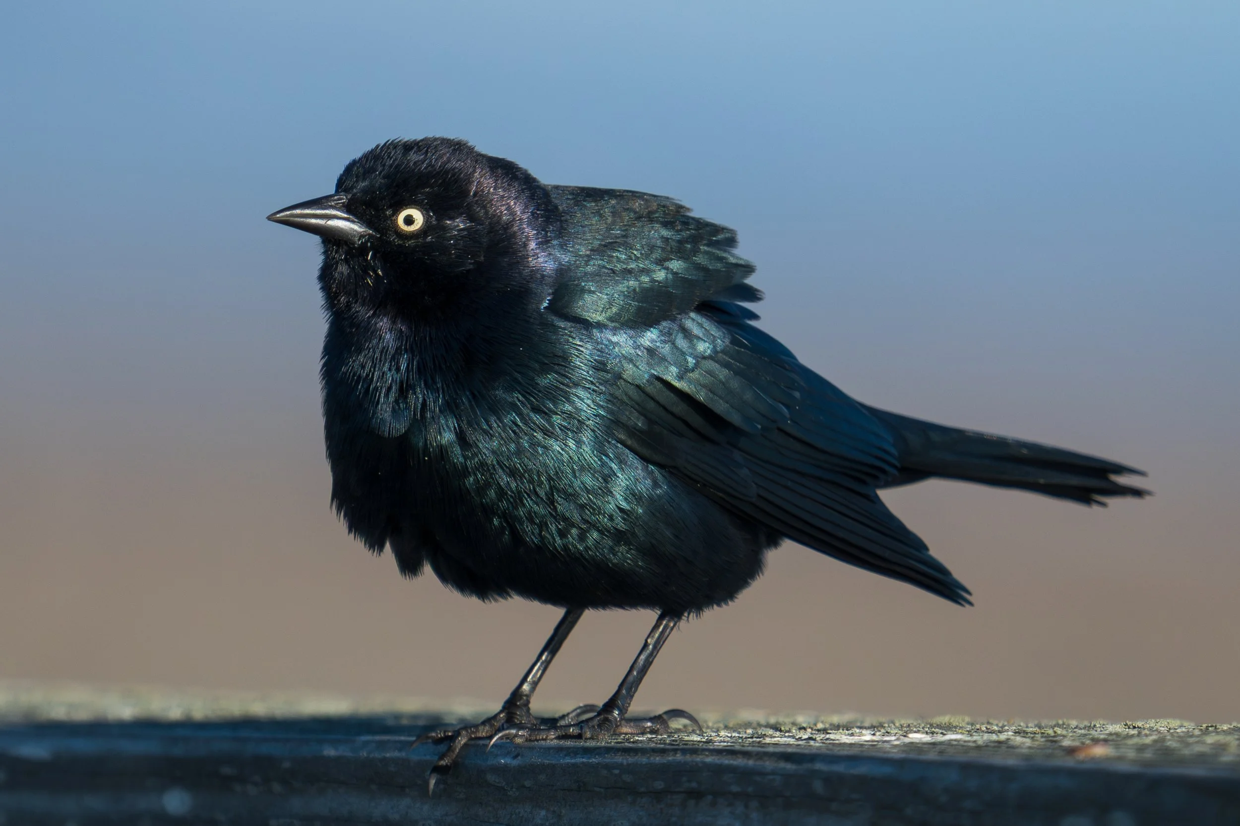 brewers-blackbird-fencepost-piedras.jpg