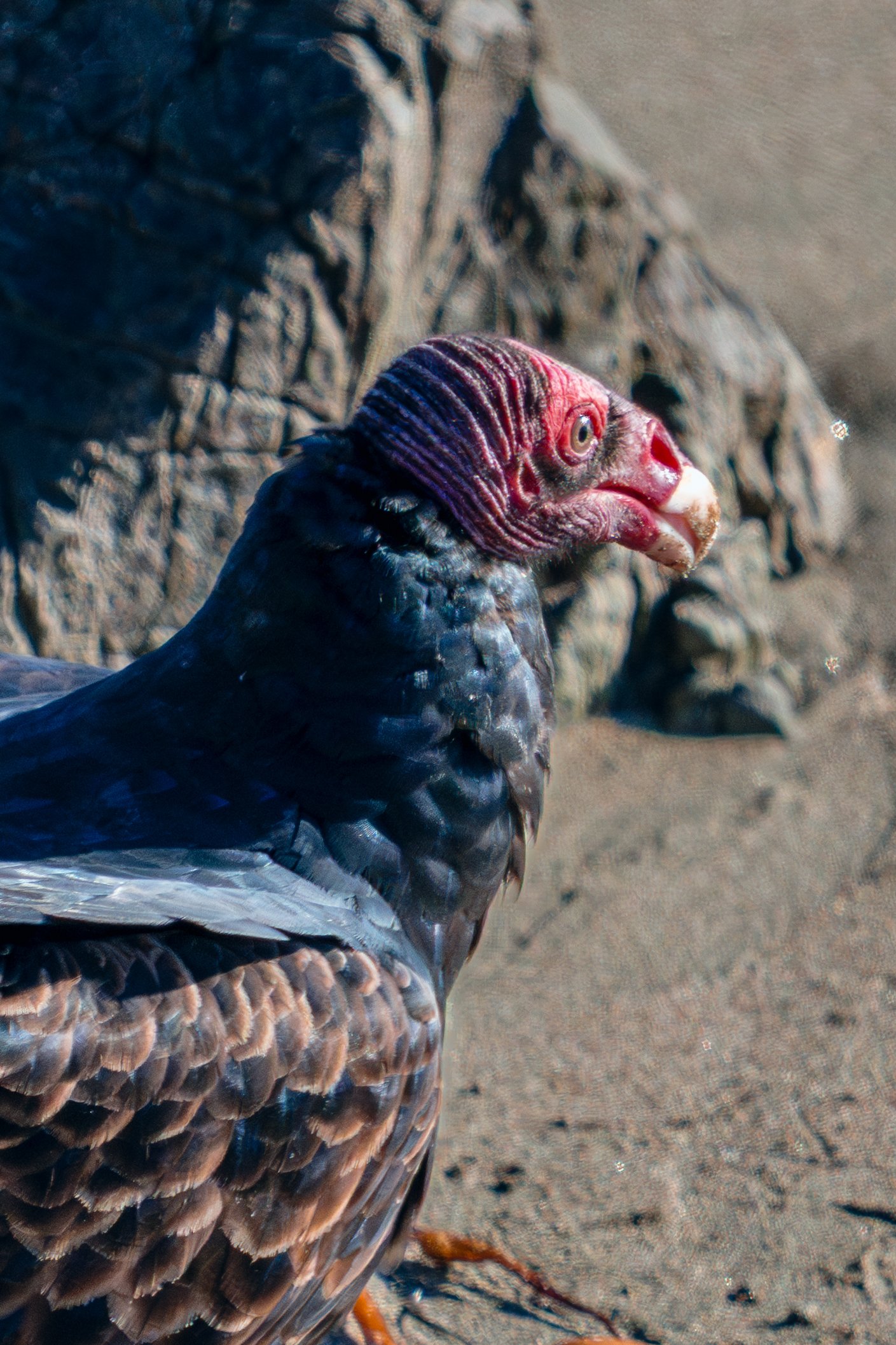 turkey-vulture-on-beach.jpg