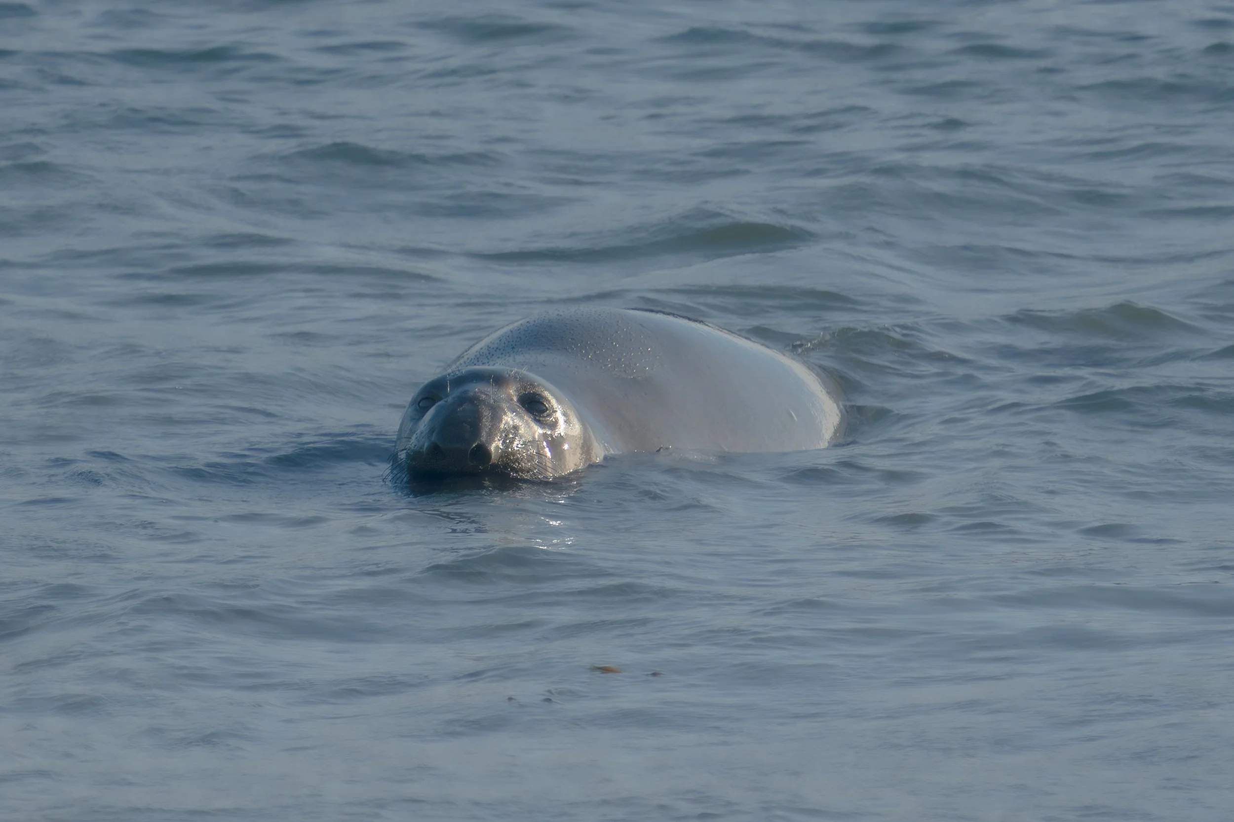 elephant-seal-surfacing-offshore.jpg