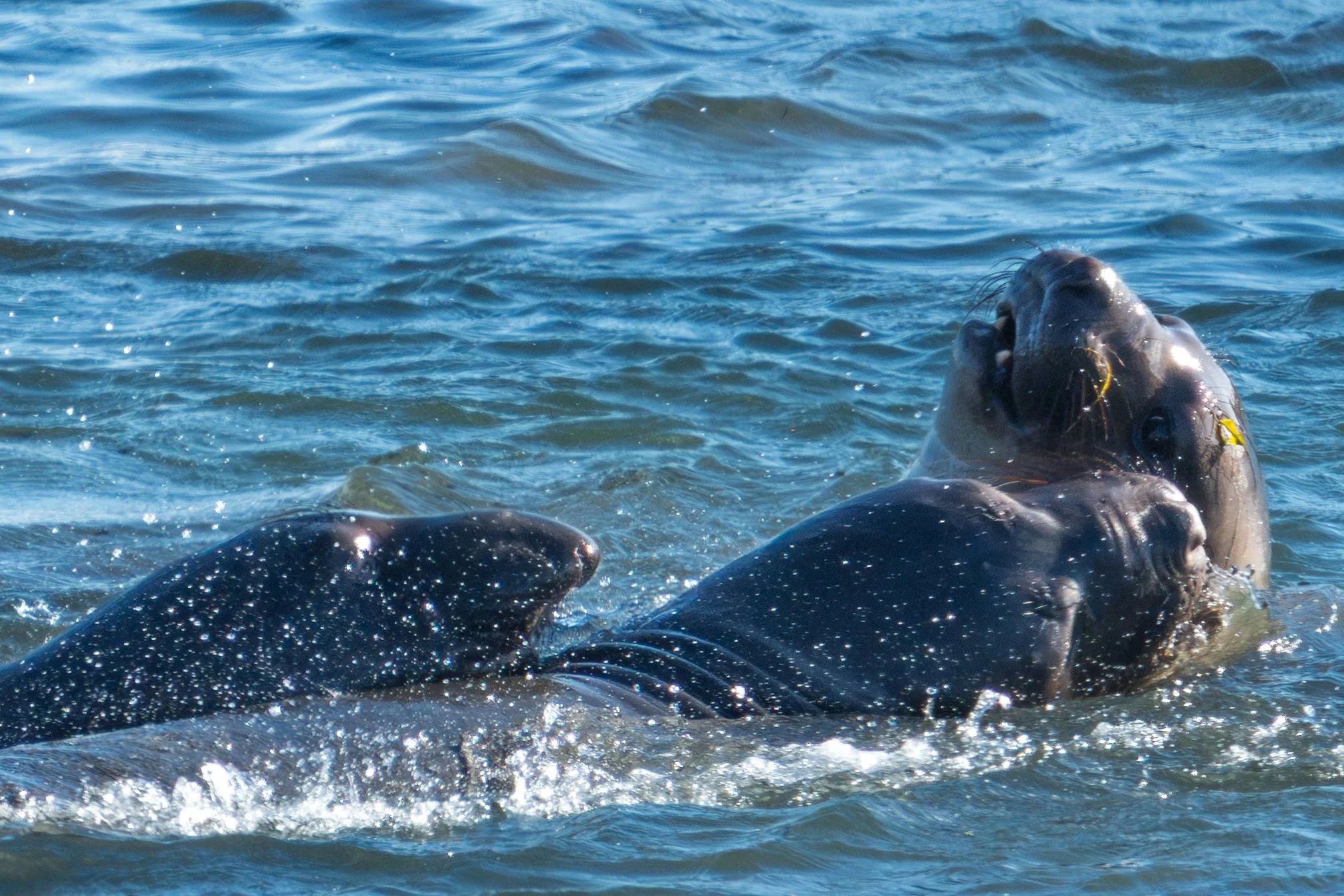 sparring-elephant-seals-surf-piedras.jpg