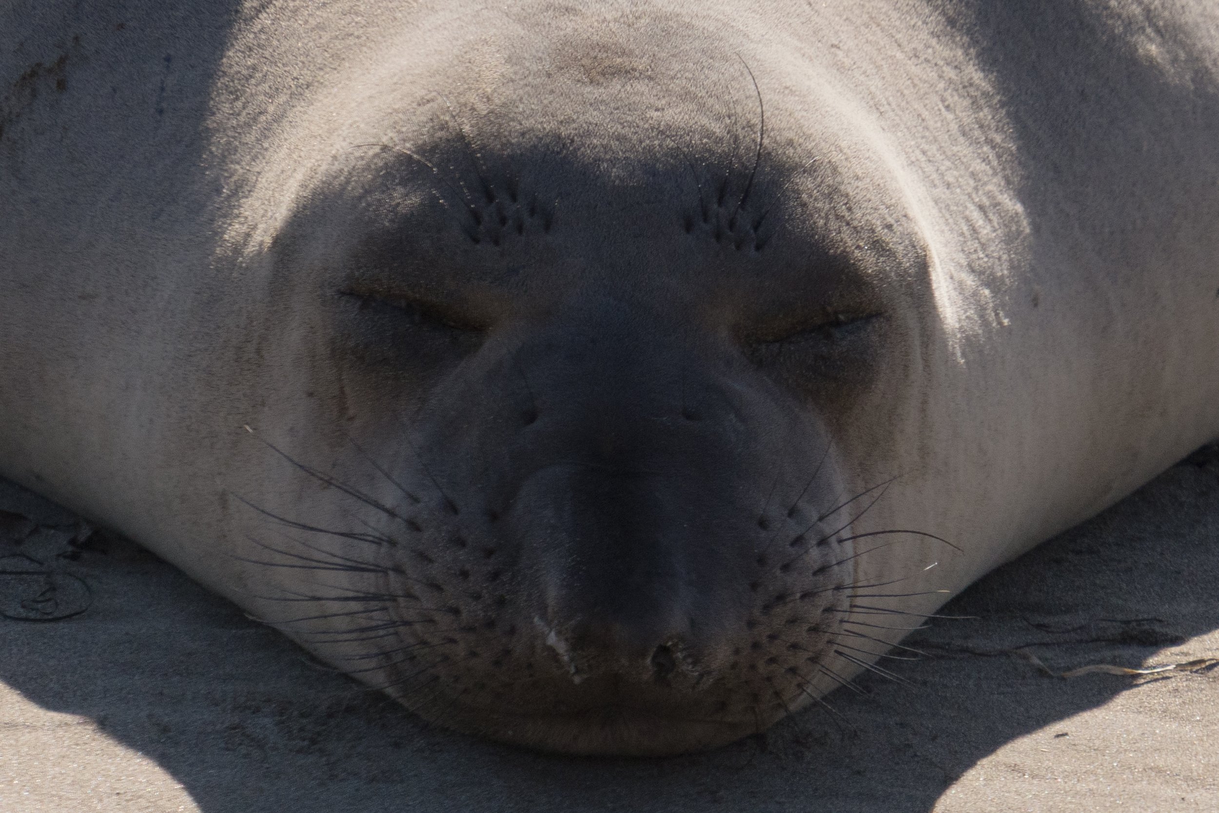 elephant-seal-wide-close-up.jpg
