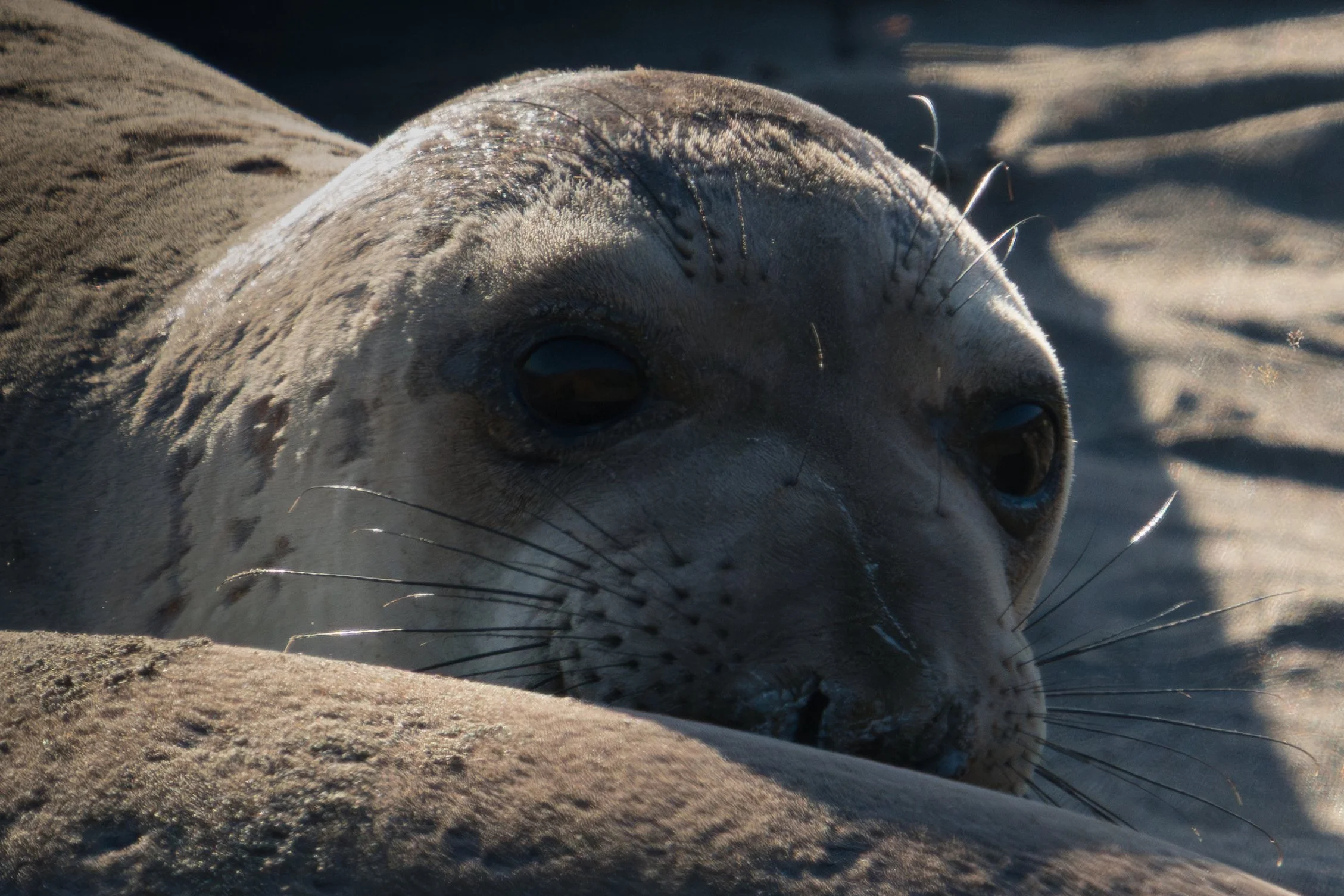 elephant-seal-spotting.jpg