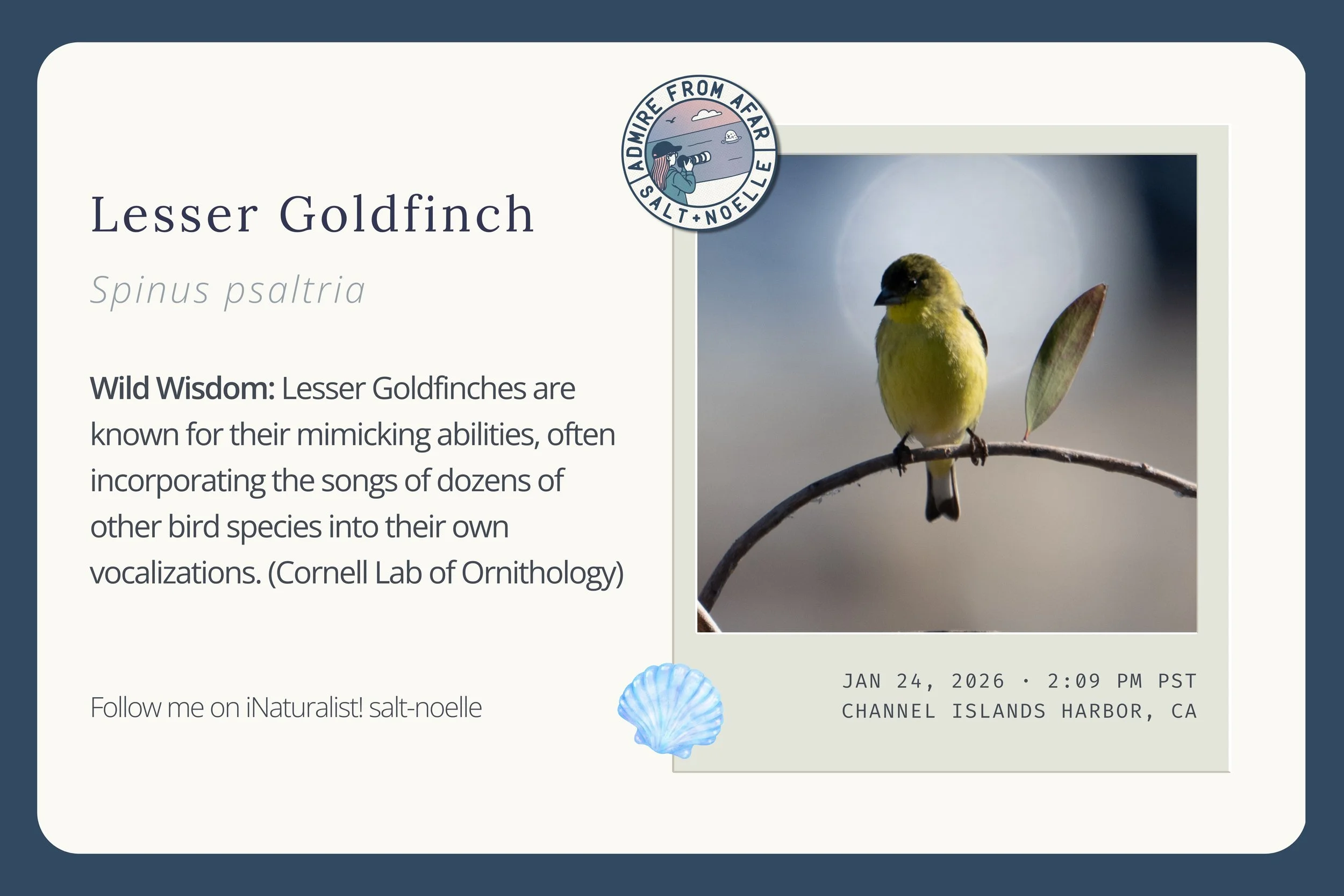 Lesser Goldfinch – iNaturalist Observation Card