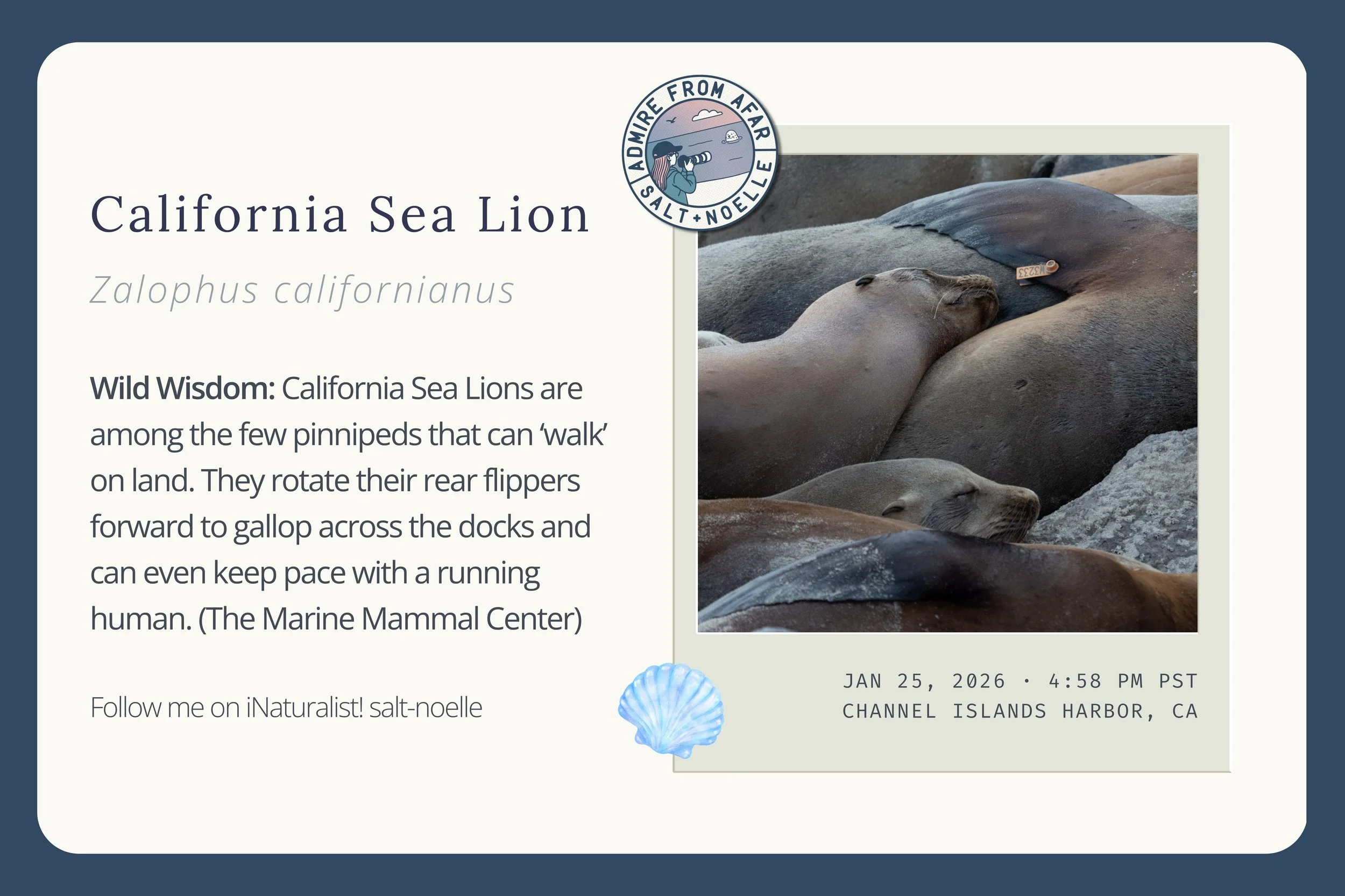 California Sea Lion – iNaturalist Observation Card