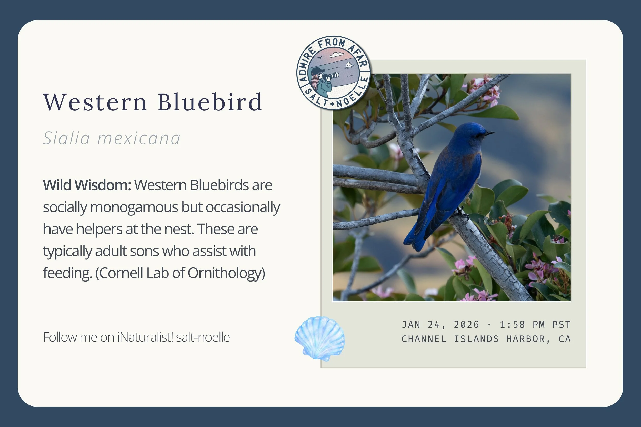 Western Bluebird – iNaturalist Observation Card