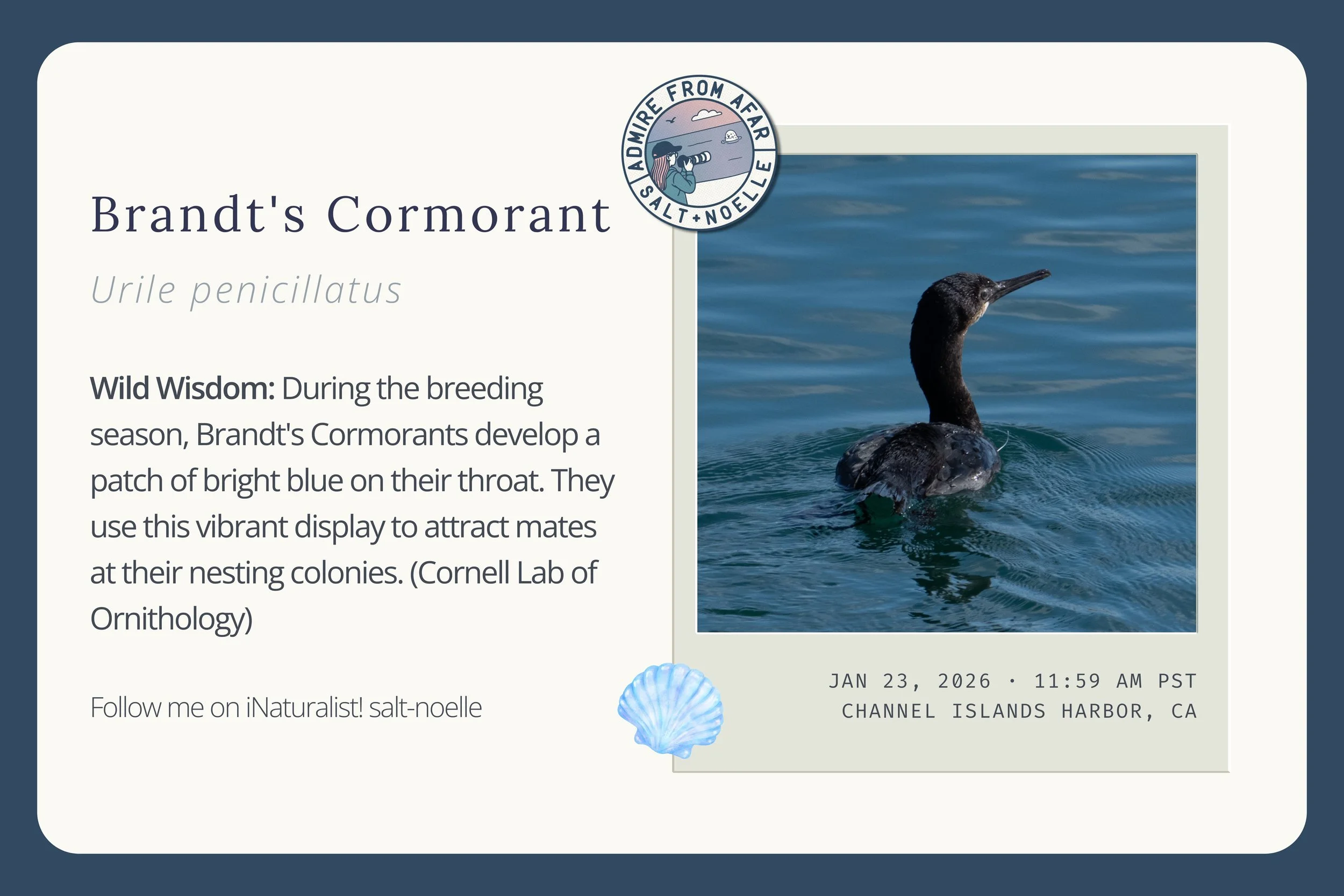 Brandt’s Cormorant – iNaturalist Observation Card