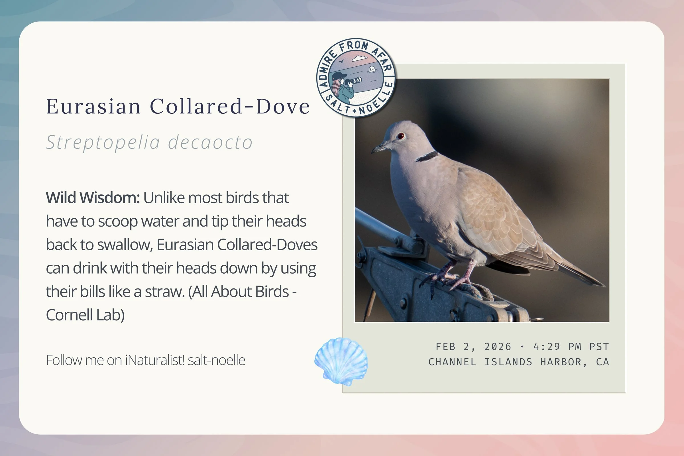 eurasian-collared-dove-february-2026.jpg