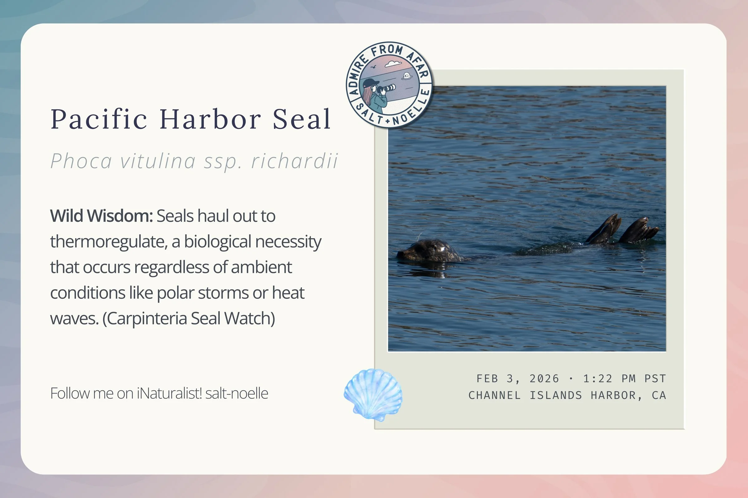 pacific-harbor-seal-february-2026.jpg
