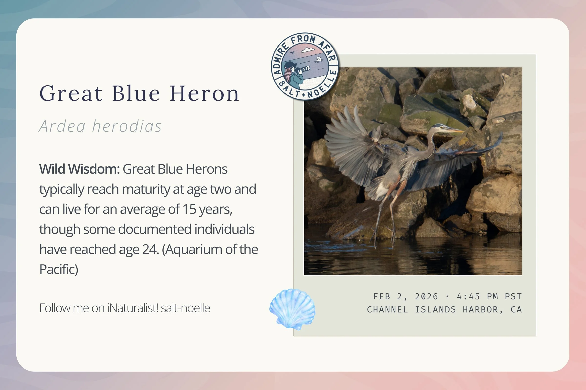 great-blue-heron-february-2026.jpg