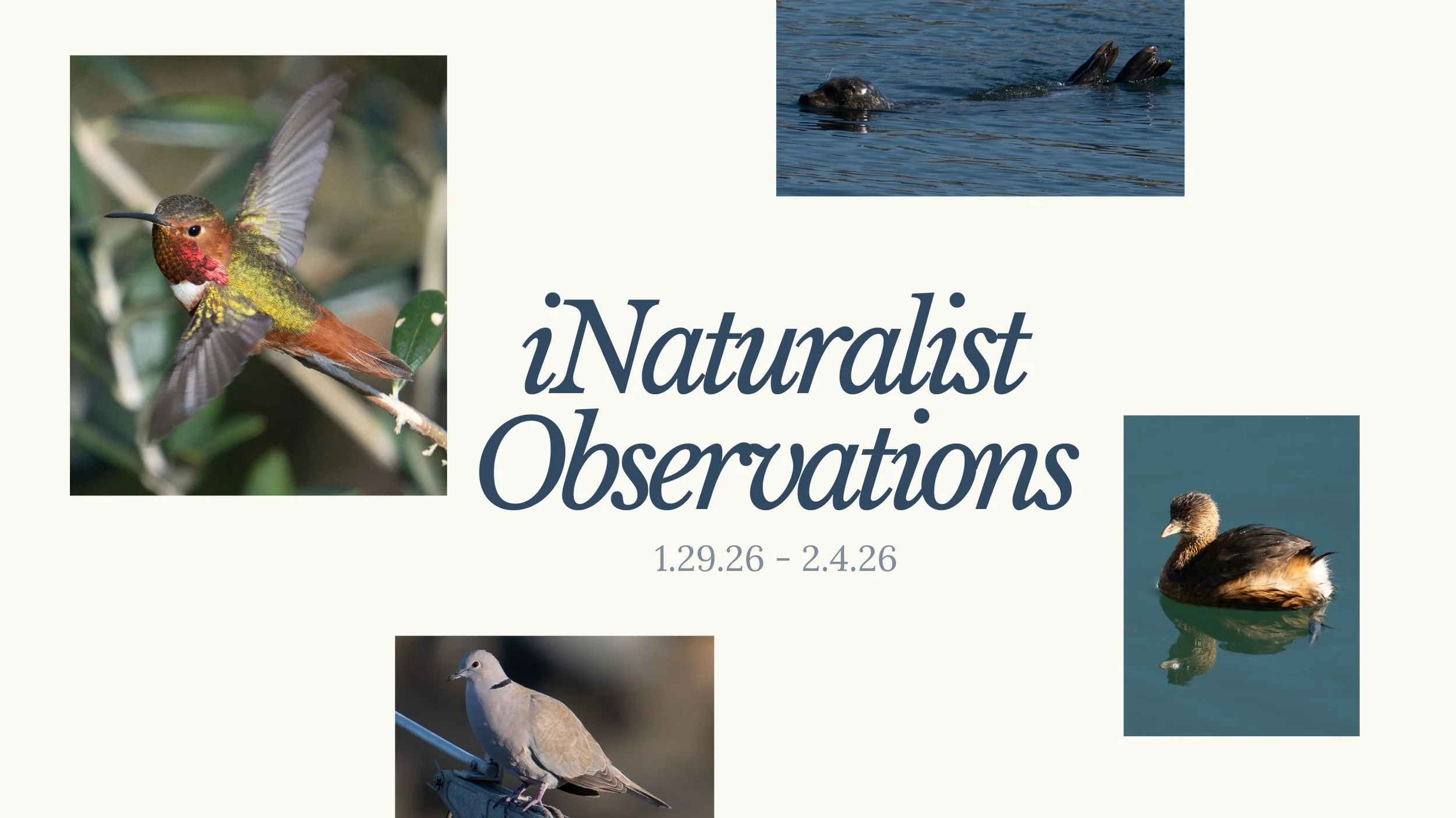 iNaturalist Observation Cards 1.29.26-2.4.26