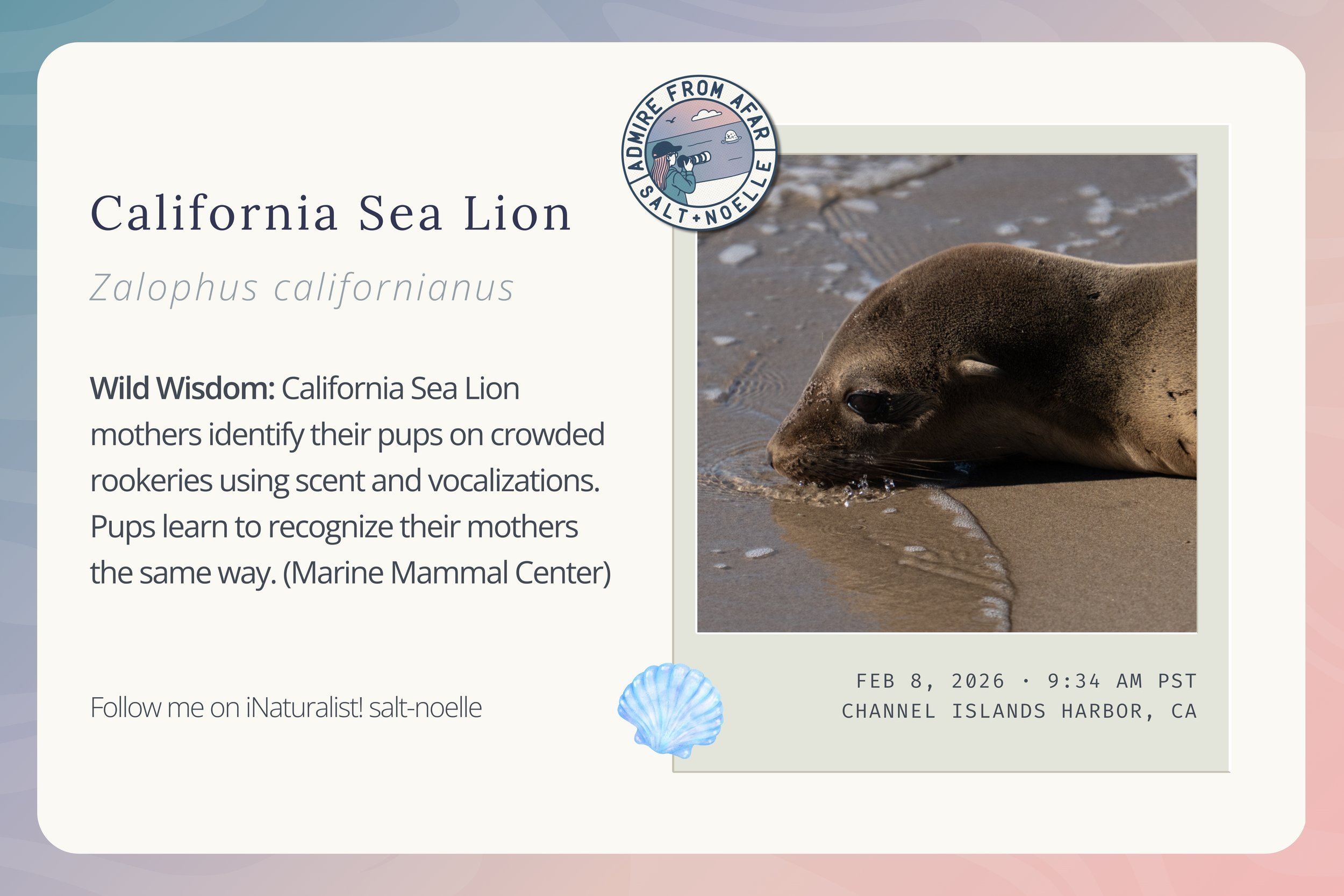 california-sea-lion-inat-feb-12-2026.jpg
