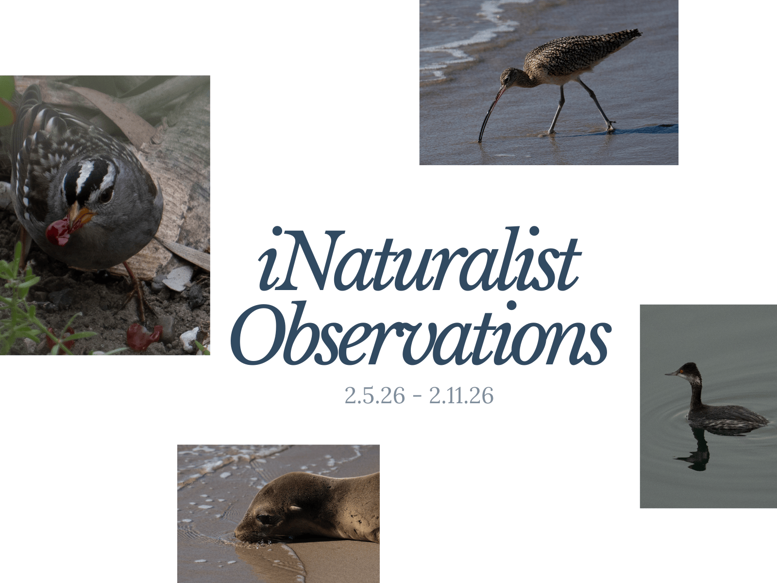 iNaturalist Observation Cards 2.5.26-2.11.26