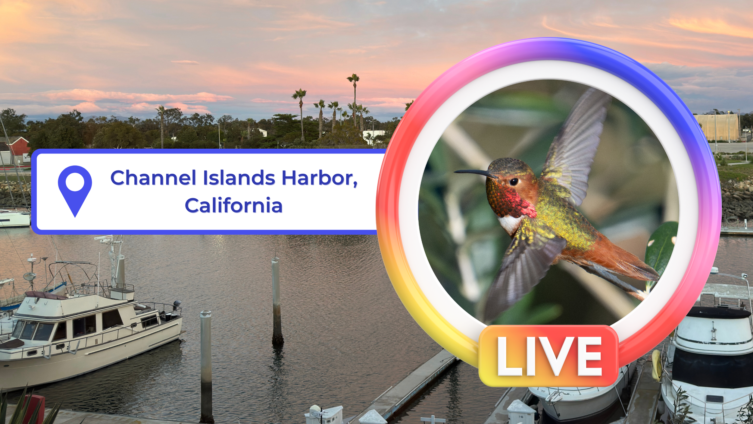Welcome to the Coastal Café: Our 24/7 Harbor Livestream is Live