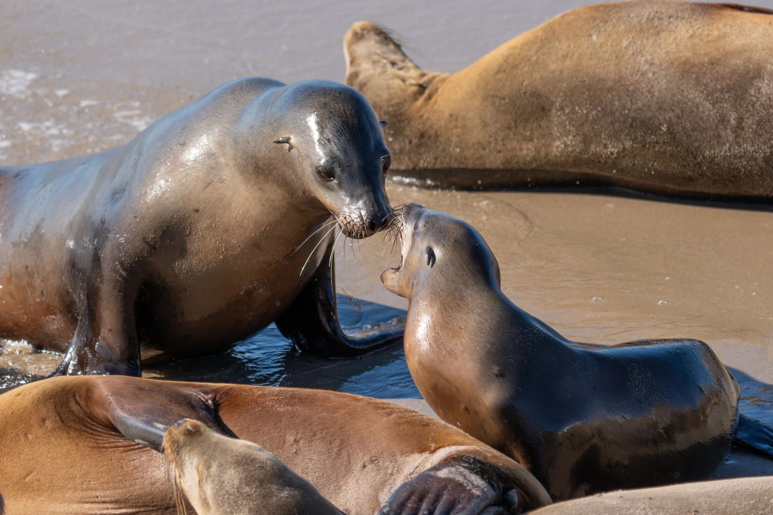 Sea Lion Nursing Behavior: Pups, Mothers, and Colony Life at Channel Islands Harbor