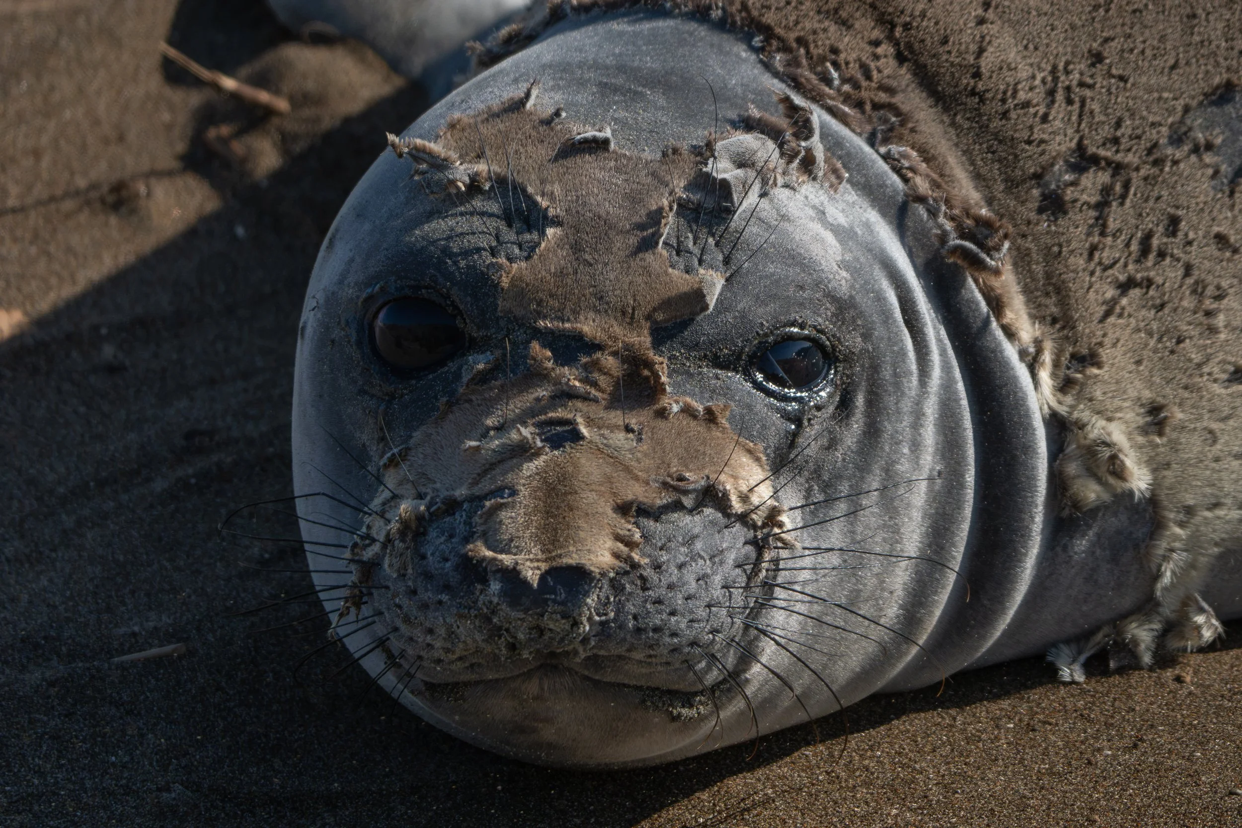 Peeling Season at Piedras Blancas: The Elephant Seal Molt