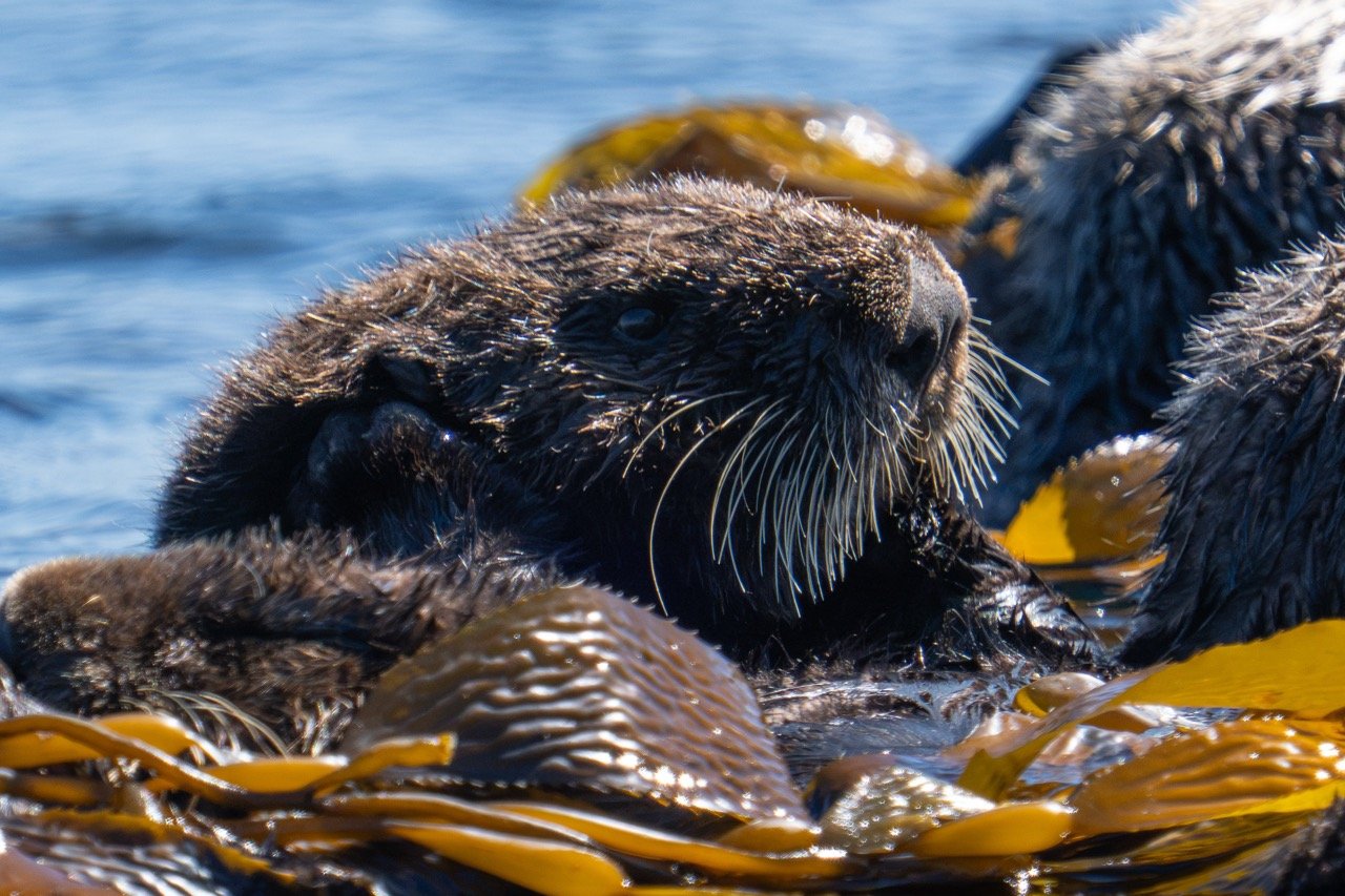 A southern sea otter resting in a raft of floating kelp, sunlight catching its long whiskers, with other otters and kelp blades around it.