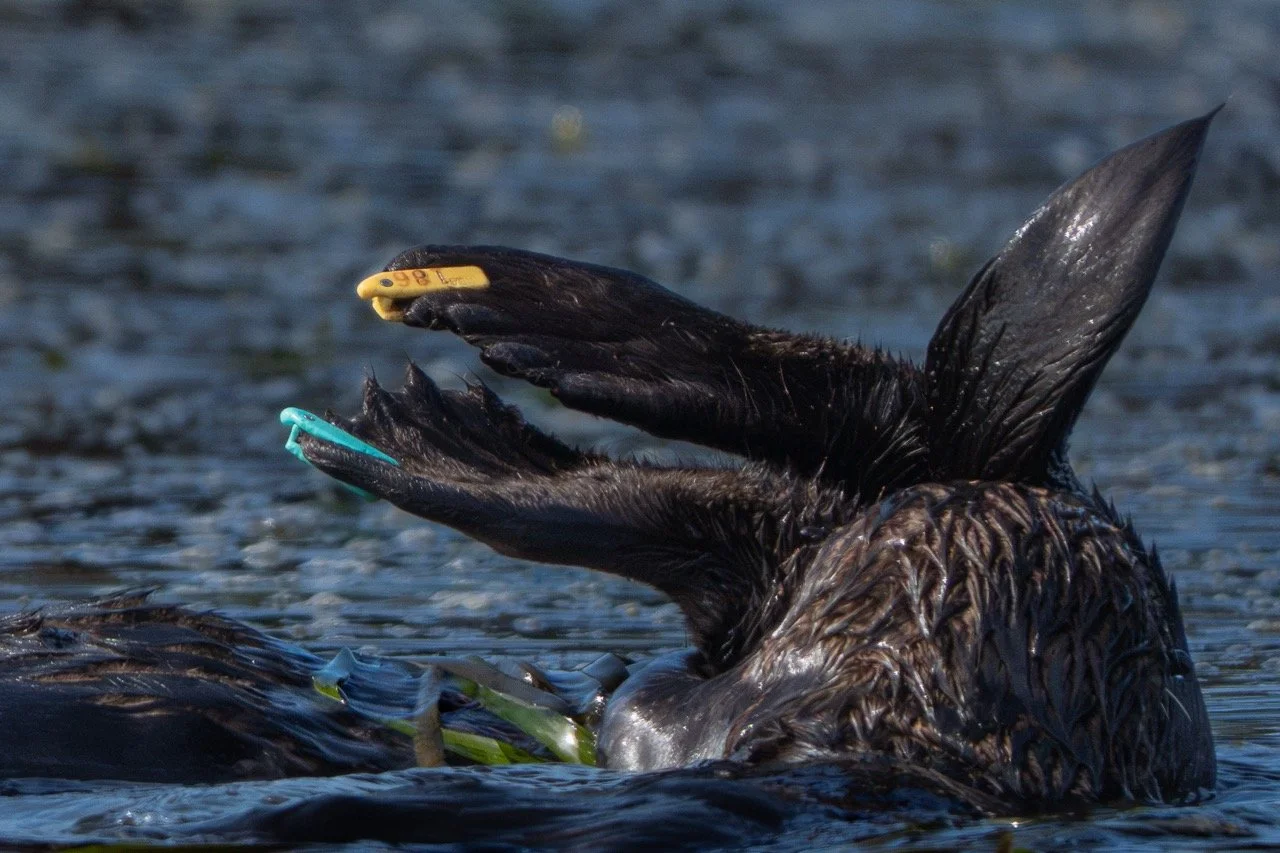 Tagged Southern Sea Otter, Flippers, Elkhorn Slough-April 19, 2026-1 Large.jpeg