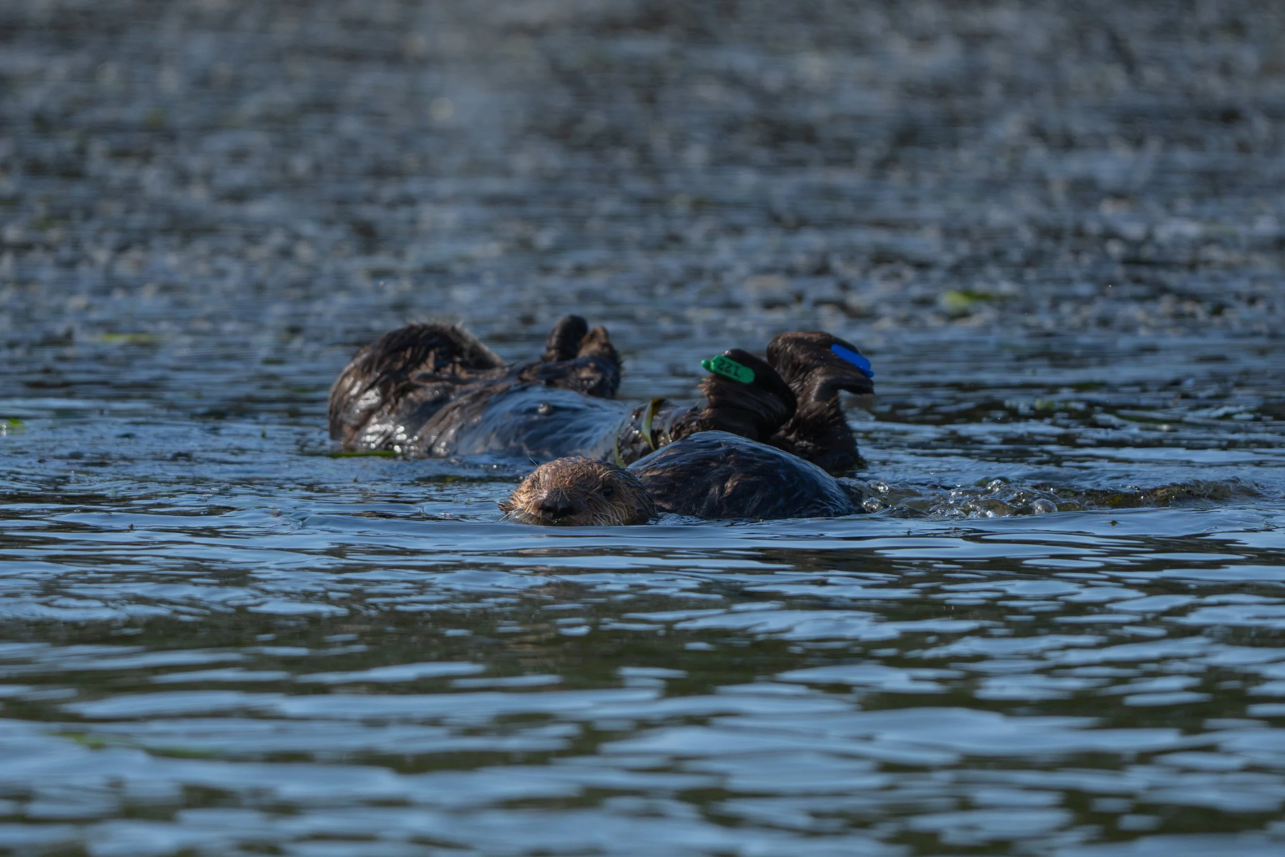 tagged-otters-in-elkhorn-slough-salt-noelle-April 19, 2026-1.jpeg