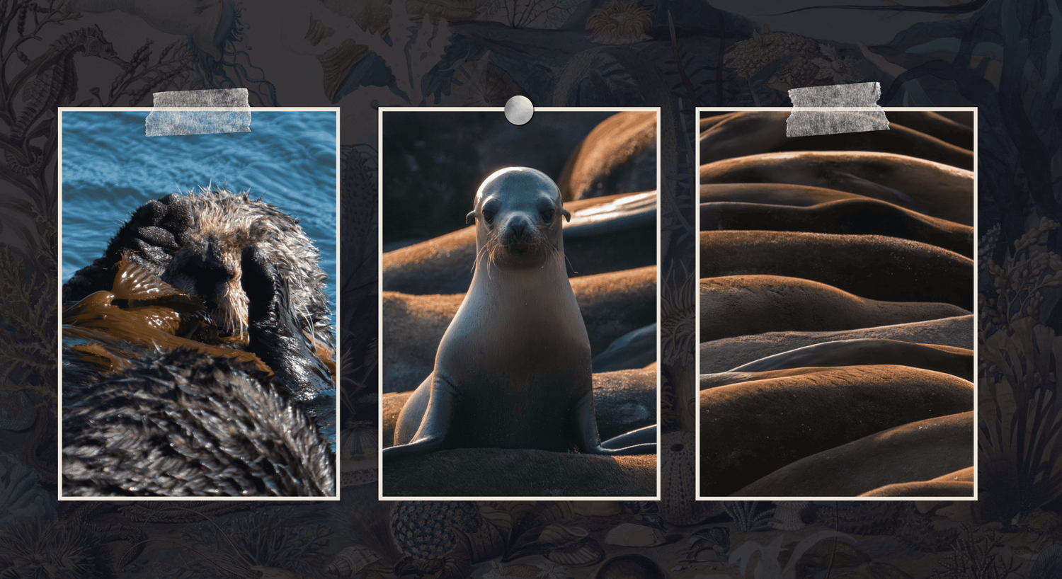 Collage of photo essay images featuring a sea otter, sea lions and a pup.