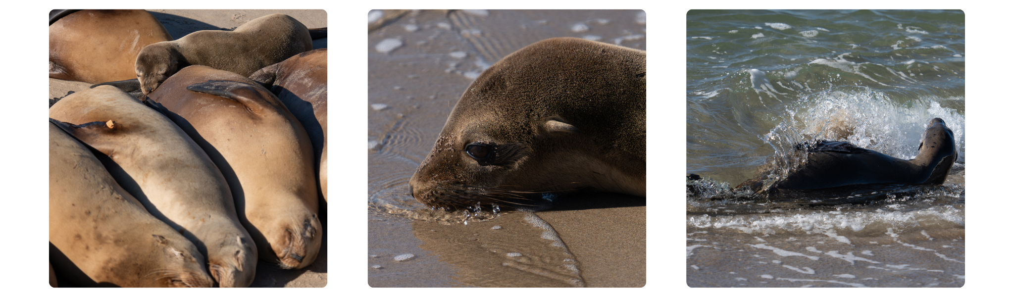 From left to right: a sea lion pup nurses in a hauled-out colony, a sea lion pup rests with its chin in the wet sand as water bubbles around its whiskers, and a sea lion pup rolls through the shorebreak at the harbor mouth.