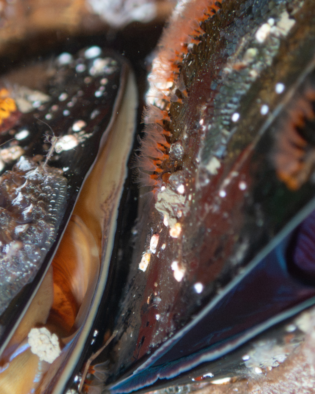 Mussels packed edge to edge on a Channel Islands Harbor dock, shell rims lined with fine orange and pink filter feeders, interiors showing amber and violet.