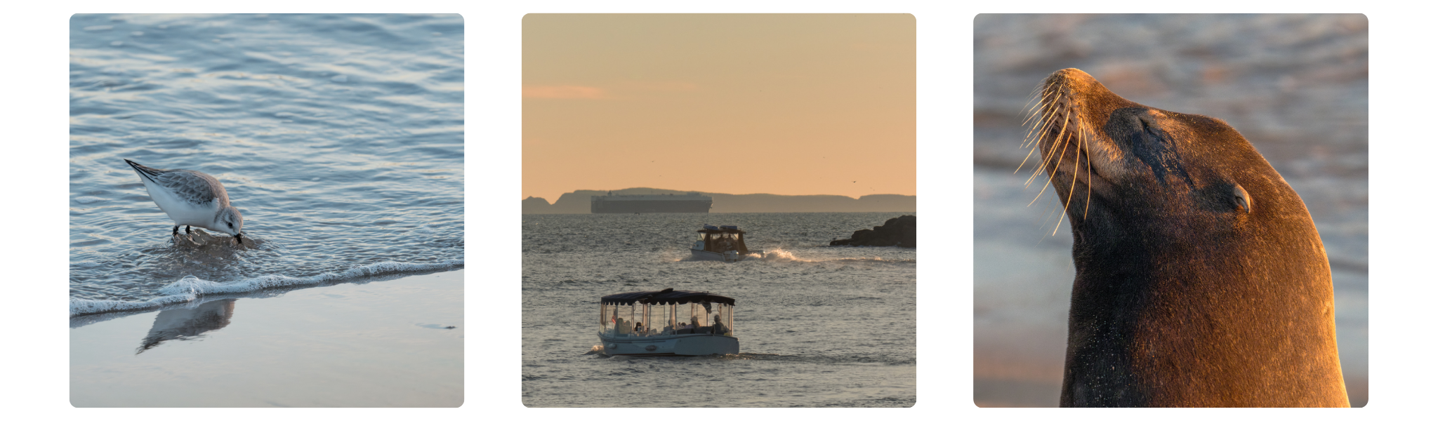 From left to right: a sanderling wading in the shallows, boats at rest during a harbor sunset, and a sea lion basking in the golden light.