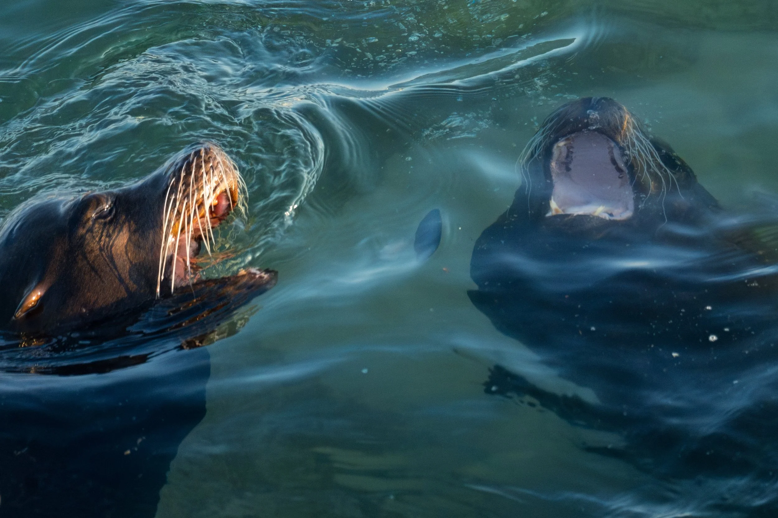 Two sea lions with open mouths in the water, appearing to vocalize or communicate.