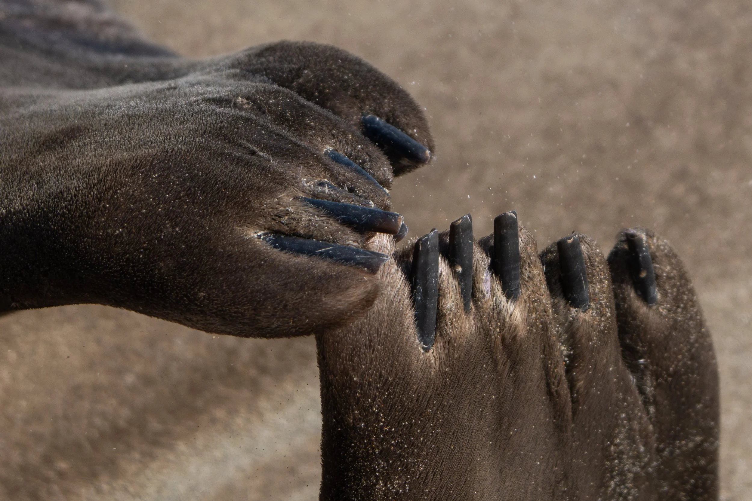 Claws-May 07, 2026-12.jpg