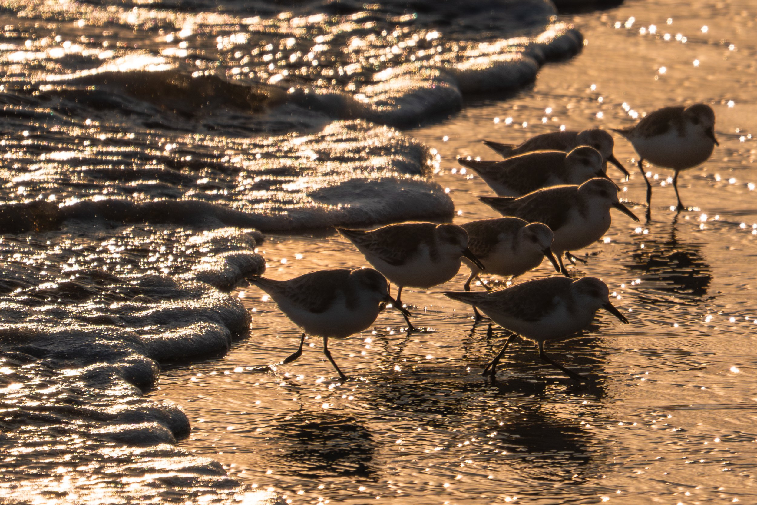 Seven shorebirds, likely sanderlings, walking along the wet sand at the beach during sunset with the ocean waves in the background.