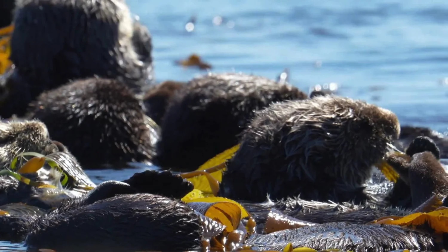 Southern sea otters resting together in a raft of golden kelp, documented from a distance with a telephoto lens.