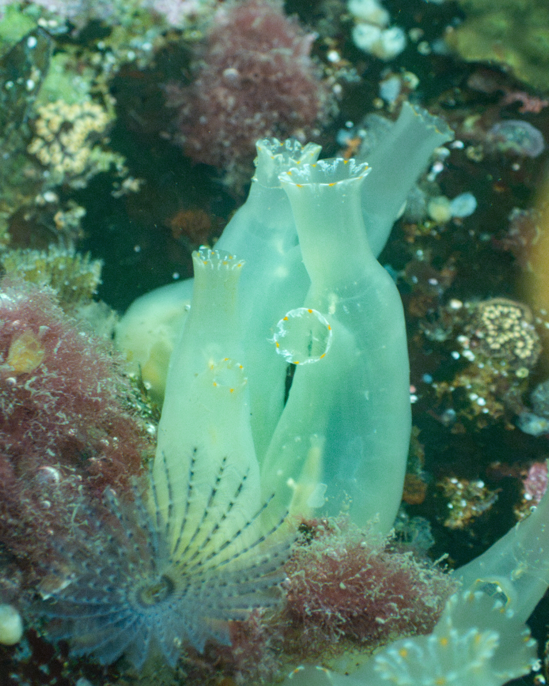 Three translucent pale green tube-shaped animals with orange-flecked rims growing on a dock piling in the Channel Islands Harbor fouling community, with a fanned feather-like crown open below them.